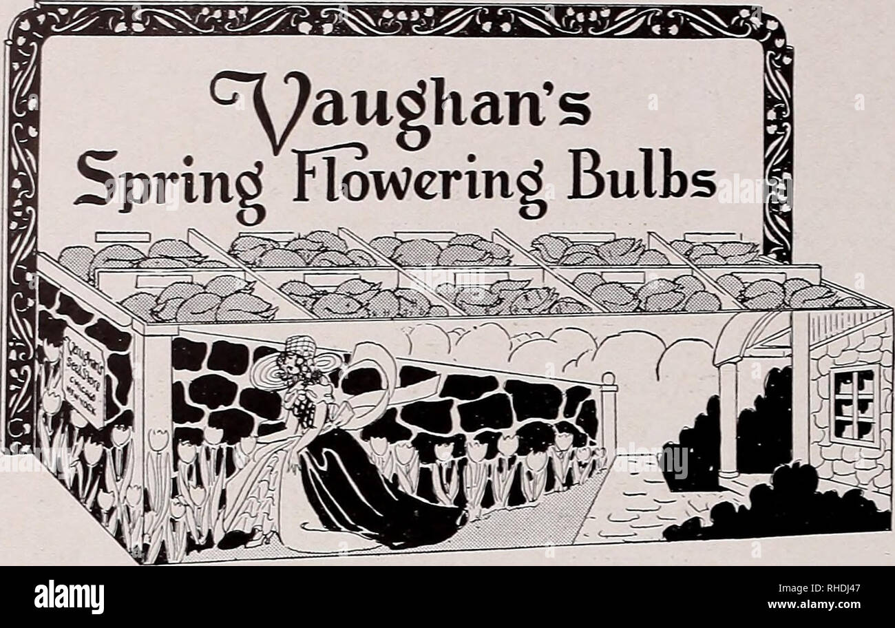 . Book for florists. Flowers Seeds Catalogs; Bulbs (Plants) Seedlings Catalogs; Vegetables Seeds Catalogs; Trees Seeds Catalogs; Horticulture Equipment and supplies Catalogs. *&amp;@8^ax®&amp;£$!&amp;&amp;ft 5^4' r^V cryaughan,s Spring Flowering Bulb* For Autumn Trade 500 Darwin Tulips and Display Box Delivered After Sept. 15, 1930. Orders for 1931 accepted at open price. $ 15 Tulip Display Box Holding 500 Bulbs, 50 each of 10 Named Varieties Retails for $30.00. F. O. B. CHICAGO OR NEW YORK Sell Vaughan's Famous Bulbs From Our Beautiful Displays FOR 54 years we have been the source of supply f Stock Photo