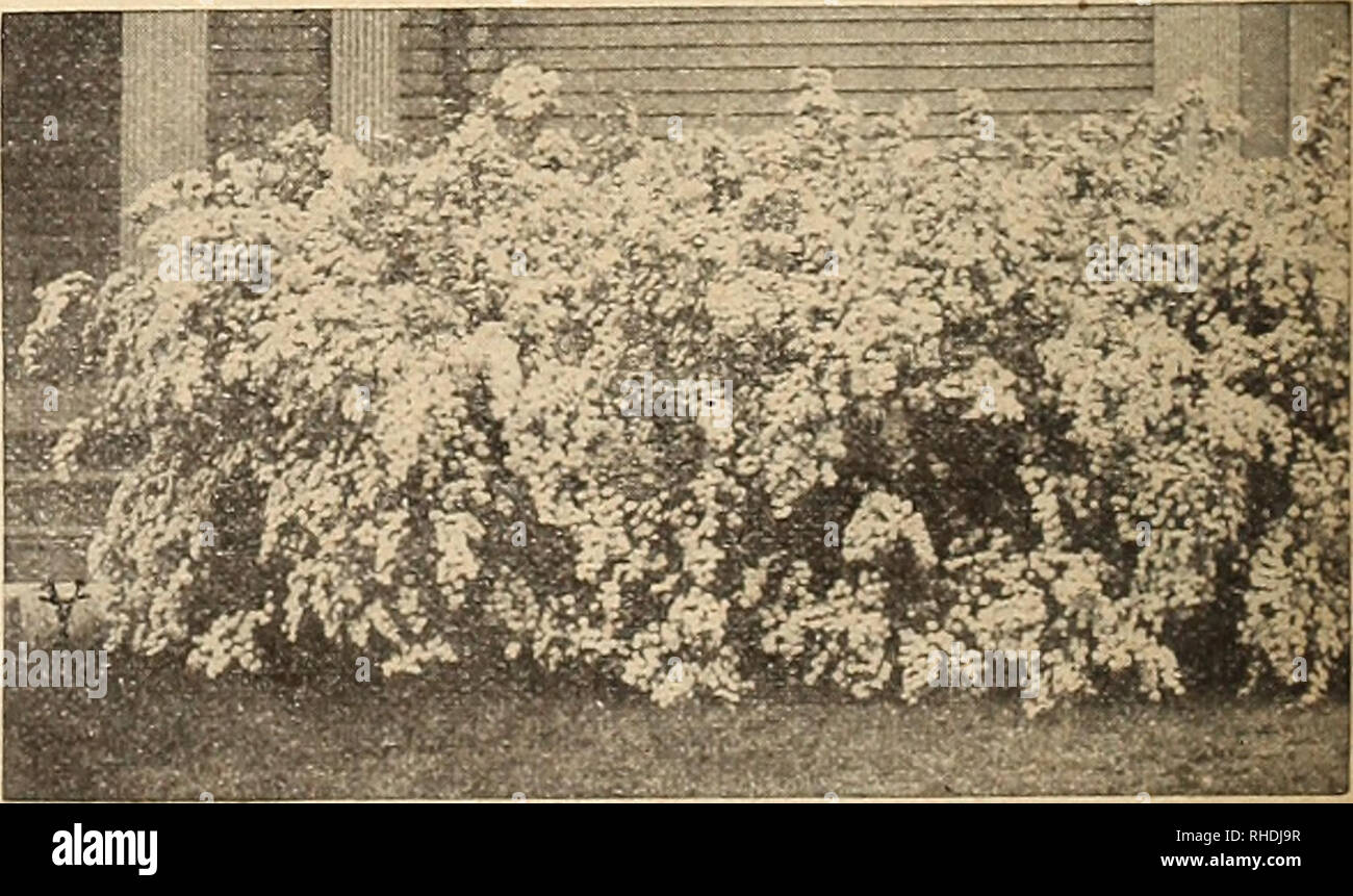 . Book for florists. Flowers Seeds Catalogs; Bulbs (Plants) Seedlings Catalogs; Vegetables Seeds Catalogs; Trees Seeds Catalogs; Horticulture Equipment and supplies Catalogs. PRIVET HEDGE SALIX (Willow) Babylonica. 4 to 5 ft. bush. Britzensis. 6 to 7 ft. bush 5 to 6 ft. bush Laurifolia. 4 to 5 ft. bush SAMBUCUS Canadensis. 3 Â»o 4 ft Nigra Aurea. 3 to 4 ft 4 to 5 ft Nigra Laciniata. 3 to 4 ft SPIRAEA Arguta Multiflora. 24 to 30 in. Anthony Waterer, 18 to 24 in 2 to 3 ft... j Billardii. 3 to 4 ft Callosa Alba. 18 to 24 in , bushy Callosa Froebeli. 18 to 24 in 24 to 30 in.. Latifolia. 3 to 4 ft  Stock Photo
