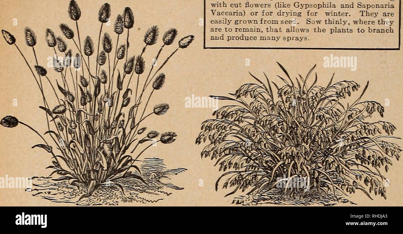 . Book for florists. Flowers Seeds Catalogs; Bulbs (Plants) Seedlings Catalogs; Trees Seeds Catalogs; Horticulture Equipment and supplies Catalogs. 20 VACGHAN&quot;! Ornamental grasses are valuable for mixing with cut flowers (like Gypsophila and Saponaria Vaccaria) or for drying for winter. They are easily grown from seed. Sow thinly, where they are to remain, that allows the plants to branch and produce many sprays.. Please note that these images are extracted from scanned page images that may have been digitally enhanced for readability - coloration and appearance of these illustrations may Stock Photo