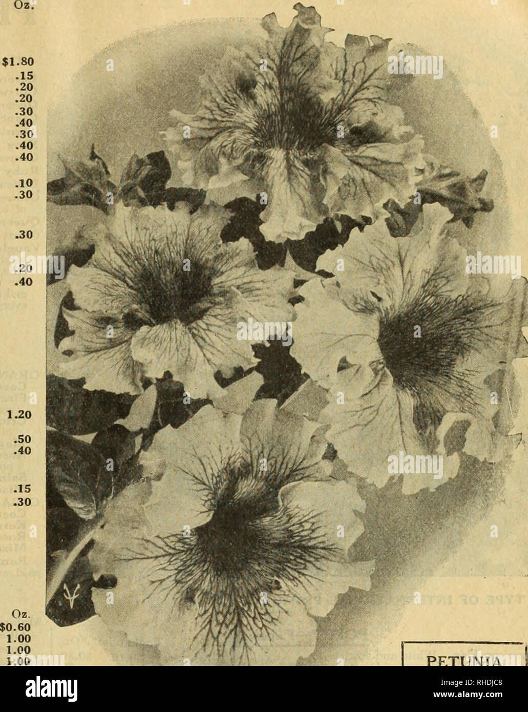 . Book for florists. Flowers Seeds Catalogs; Bulbs (Plants) Seedlings Catalogs; Vegetables Seeds Catalogs; Seeds Catalogs; Horticulture Equipment and supplies Catalogs. Trade pkt Nemesia. Grand Comp. Triumph $0.35 Blue Gem 25 Strumosa Suttoni, orange 25 Strumosa Suttoni, scarlet 25 Strumosa Suttoni, mixed 25 Nemophila (Grove Flower) mixed 05 Insignis. Blue 05 Insignis Alba 05 Nicotiana Affinis. Large, white, very fragrant 10 Affinis Hybrids 10 Sylvestris. Very beautiful, sweet, pure white 10 Sanderae 10 New Hybrids, mixed 10 Nierembergia Gracilis 20 Nigella. Mixed 05 Miss Jekyll. Blue, fine cu Stock Photo