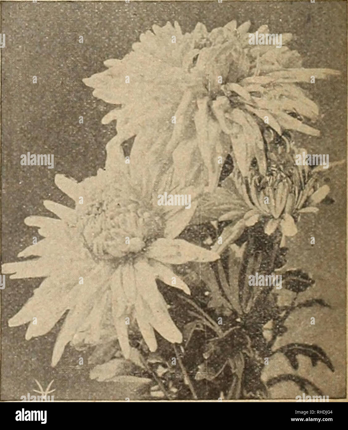 . Book for florists. Flowers Seeds Catalogs; Bulbs (Plants) Seedlings Catalogs; Vegetables Seeds Catalogs; Trees Seeds Catalogs; Horticulture Equipment and supplies Catalogs. CHRYSANTHEMUMS—For Pot Culture We have found the following varieties to be among the best. Strong plants, from 2,'4-inch pots. Those marked (*) are also good varieties for bench culture. Each Doz. 100 August Dasse. Golden-yellow $0.15 $1.00 $7.00 Brutus. Beautiful shade of bronze; most useful as a specimen plant 15 1.25 8.00 Charles W. Rager. A pure white incurved 15 .85 6.00 *Chieftain. A rose-pink, commercial variety of Stock Photo