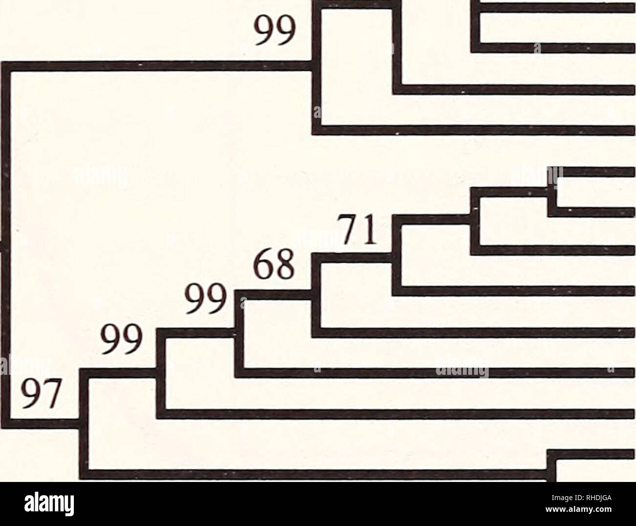 . Bonner zoologische Monographien. Zoology. 63 Monachus schauinslandi Monachus tropicalis Monachus monachus Mirounga angustirostris Mirounga leonina Cystophora Erignathus Halichoerus Hydrurga Leptonychotes Lobodon Ommatophoca Pusa caspica Histriophoca Pagophilus Pusa hispida Phoca largha Pusa sibirica Phoca vitulina Odobenus Zalophus Enhydra Lutra Procyon Mart es Ursus Canis 99 54  92 99 72. Histriophoca Pagophilus Pusa hispida Pusa sibirica Erignathus Pusa caspica Phoca largha Phoca vitulina Halichoerus Cystophora Monachus schauinslandi Monachus tropicalis Monachus monachus Lobodon Ommatophoc Stock Photo