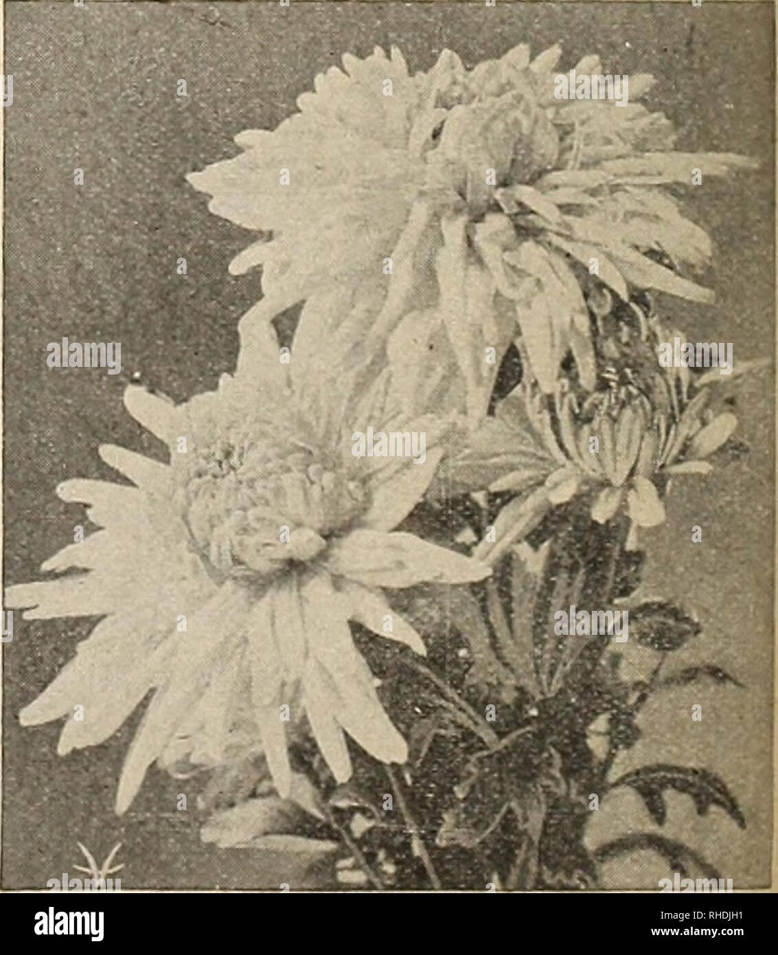 . Book for florists. Flowers Seeds Catalogs; Bulbs (Plants) Seedlings Catalogs; Vegetables Seeds Catalogs; Seeds Catalogs; Horticulture Equipment and supplies Catalogs. MRS. GREENING CHRYSANTHEMUMS—For Pot Culture We have found the following varieties to be among the best. Strong plants, from 2H inch pots. Those marked (*) are also good varieties for bench culture. Each Doz. 100 August Dasse. Golden-yellow $0.15 $0.85 $6.00 *Chieftain. A rose-pink, commercial variety of exceptional merit. Perfect stem and foliage 15 .85 6.00 *Edwin Seidewitz. A beautiful late incurved; bright pink .15 .85 6.00 Stock Photo