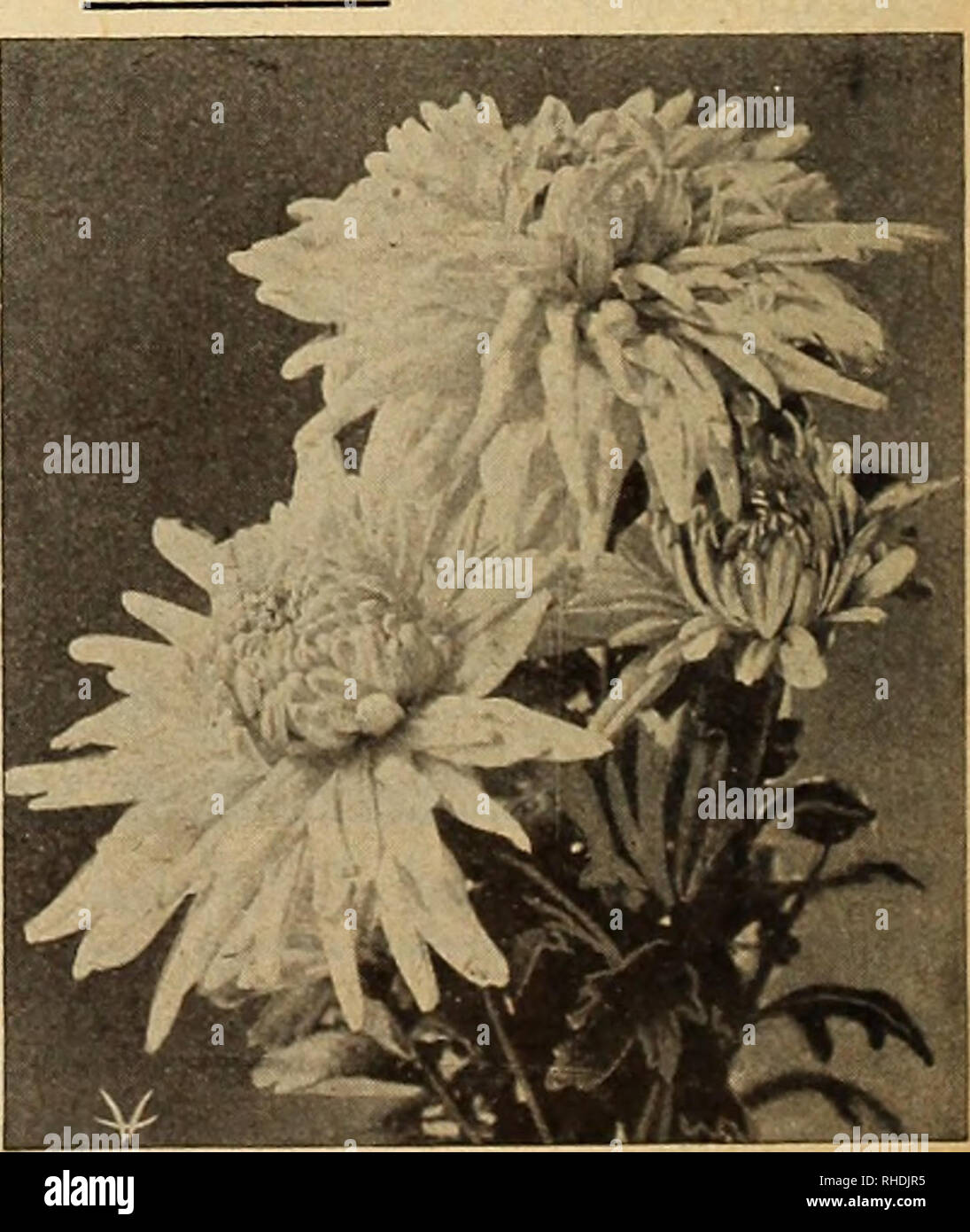 . Book for florists. Flowers Seeds Catalogs; Bulbs (Plants) Seedlings Catalogs; Vegetables Seeds Catalogs; Seeds Catalogs; Horticulture Equipment and supplies Catalogs. MRS. GREENING CHRYSANTHEMUMS—For Pot Culture Doz. $0.85 100 $6.00 We have found the following varieties to be among the best. Strong plants, from 2'/i inch pots. Those marked (*) are also good varieties for bench culture. Each *Aug. Daase. A golden yellow, good sized flowers, strong stiff stem with fine foliage, a first-rate commercial variety . $0.10 *Chieftain. A rose-pink, commercial variety of exceptional merit. Perfect ste Stock Photo