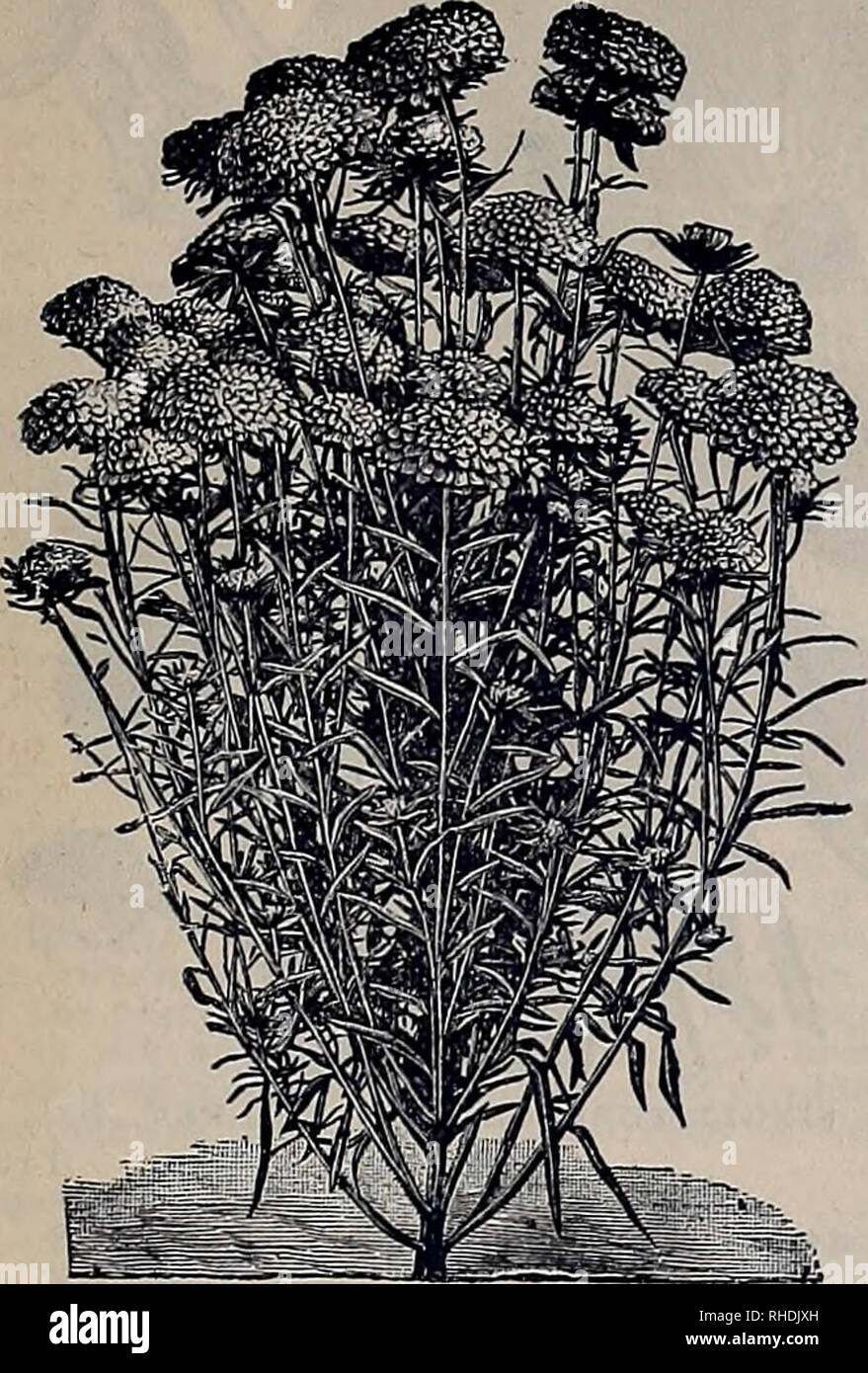 Book For Florists Flowers Seeds Catalogs Flowers Seedlings Catalogs Gardening Equipment And Supplies Catalogs J C Vaughan
