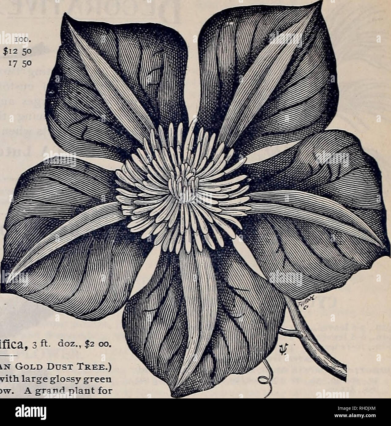 . Book for florists. Flowers Seeds Catalogs; Flowers Seedlings Catalogs; Gardening Equipment and supplies Catalogs. 14 J. C. VAUGHAN, CHICAGO AND NEW YORK, BOOK FOR FLORISTS. K HARDY CLIMBERS. * AMPELOPSIS Veitchii. Doz. 1 year old, 6 to 15 Inches- $o 50 18 to 24 inches   1 00 100. doz. 100. $4 00 I 3 feet, strong $1 7s $12 50 7 00 1 4 to 6 feet, strong: 2 5° J7 5° DOZ. AMPELOPSIS QllinquefOlia.—(Virginia Creeper.) 18 to 24 inches $0 75 AKEBIA Quinata.—Fine climber, 1 year 75 &quot; &quot;2 year, strong   2 00 ARISTOLOCHIA Sipho.— (Dutchman's Pipe.)—3 year old layers 3 00 &quot; 8—10 feet each Stock Photo