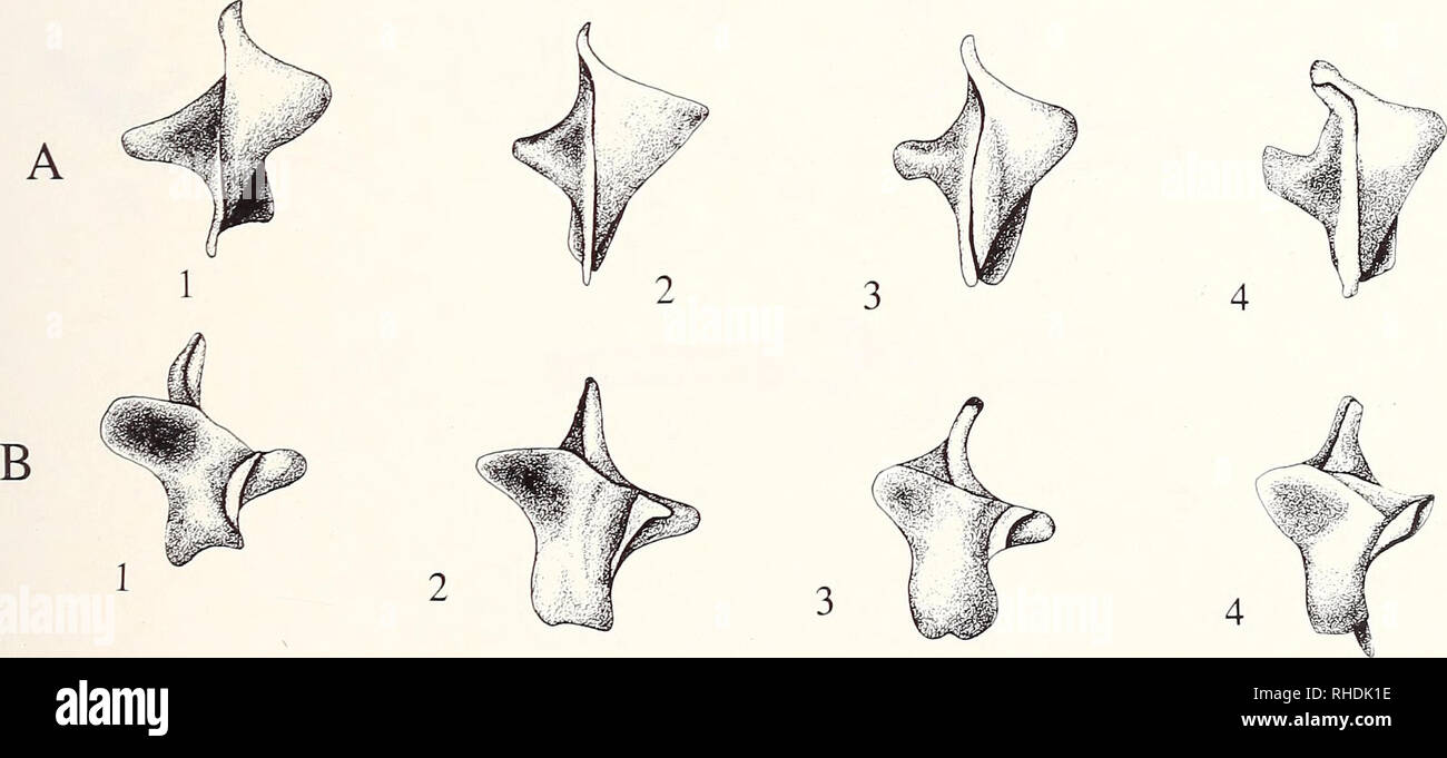 Ochodaeus hires stock photography and images Alamy
