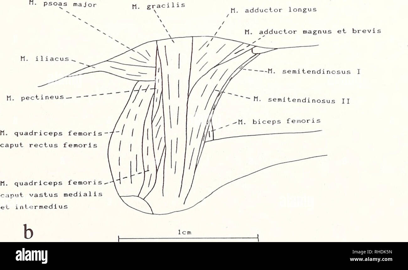 Crocidura russula hires stock photography and images Alamy