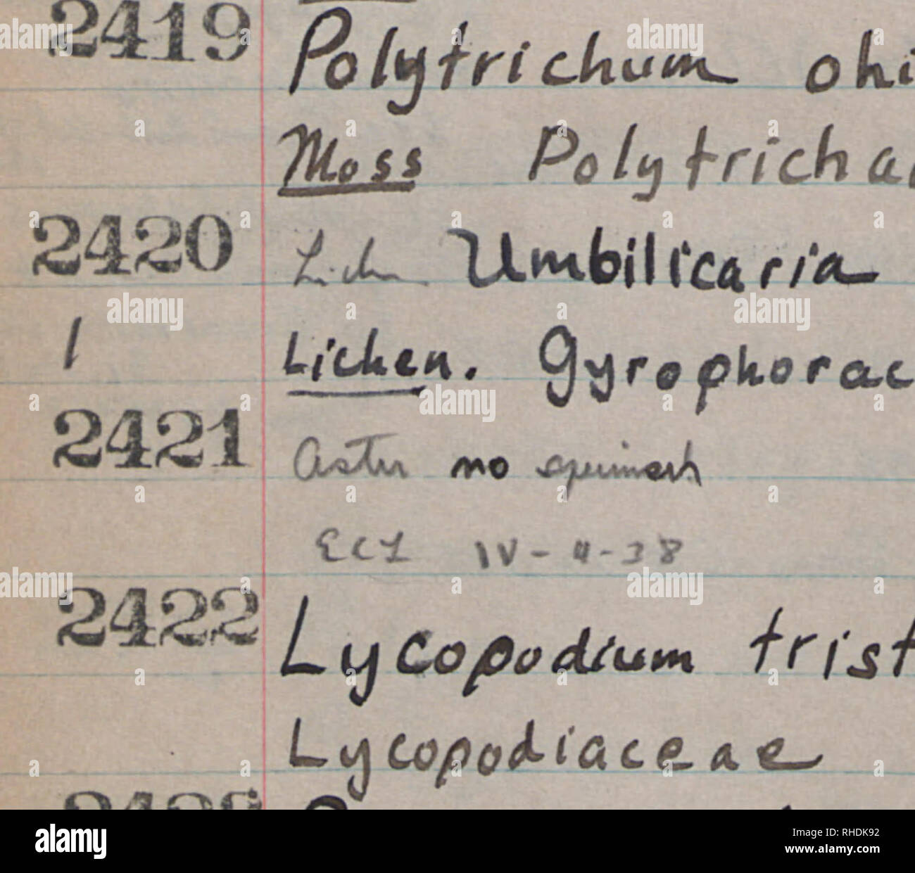 . Book 20, identification list, specimen no. 1167-2871, 1937 and undated. Botanists; Botany. 2442 C(a.4ant%a. s^ua^osa. (Se^o J ttoff»v. 2443 Cl^doptici, y^AAps r&amp;&gt;u. 2444 clado 2445 /irnttlf^ snxAUlft WaJL. 2446 CUcLo*rcL. c^vl&lt;cUt^Y^, 2447 C/^H^^t^^^^^T/^ OJnas itu^osa, (p«ftoiJSprz«f. ////. rr ,6 2454 MfrillcL- (Setting.)Suil,V 9 i/ 2455 7^tf/^ asprella. (ScUi^Sullxsr. Is 2456 AUard's cladonias. Bet. unrans.Apr. 1938 -403 Baeomyces roseus Pers. OJ^.tc^ Hov it m N cladonia tenuis f. seti-rera Sandst. .^7 porella pletyphylloidea (Sclurein.) Lindb. Uf*t ?443 cladonia Grayi )ler, n Stock Photo