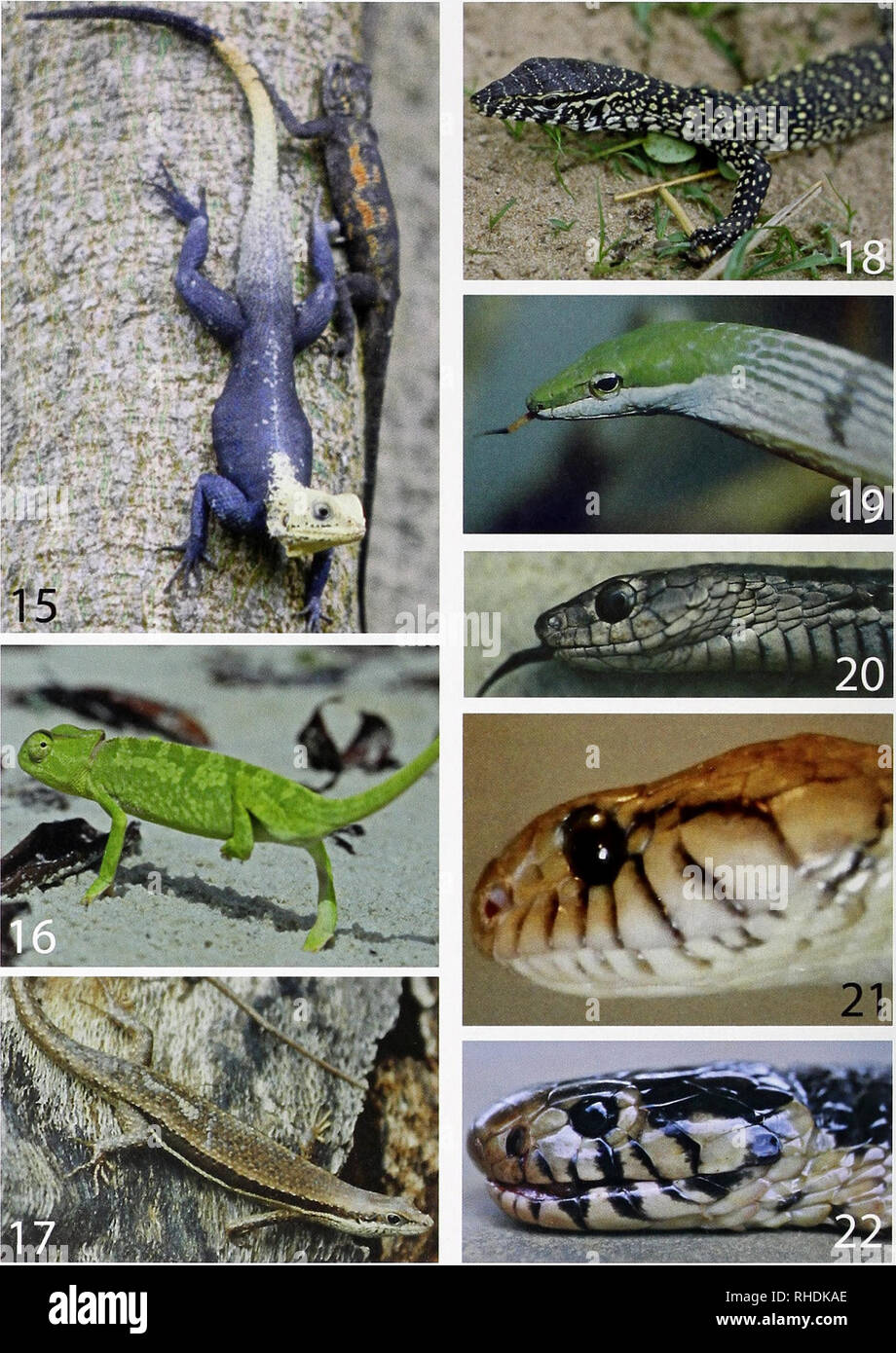 . Bonn zoological bulletin. Zoology. 266 Mark Auliya et al.. Figs 15-22. 15. Agama picticauda, left male, right female; 16. Chaiuaeleo gracilis, Orango Isl.; 17. Truchylepis affinis, Bubaque IsL; 18. juv. Varamis niloticiis, Bubaque Isl.; 19. Thelotornis kirtlandii, Bubaque Isl.; 20. Thrasops occidentalis, Bubaque Isl.; 21. Toxicodryas blandingii, Bubaque Isl.; 22. Naja melanoleuca, Bubaque Isl. Bonn zoological Bulletin 61 (2): 255-281 ®ZFMK. Please note that these images are extracted from scanned page images that may have been digitally enhanced for readability - coloration and appearance of Stock Photo
