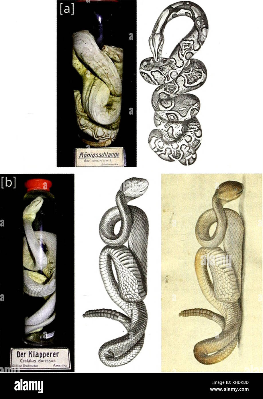. Bonn zoological bulletin. Zoology. The Historic Linck Collection of Snai&lt;es 235. Plate 7. a. Match of (left) Boa constrictor (I2OI3A3) to (night) Scheuchzer (1735) plate 746, figure 1. Photos: A. M. Bauer, b. Match of (left) Cwtalus dwissus (12085A3) to (center) Scheuchzer (1735) plate 738, figure 4, and (right) Icones XLI- II. Left and center images: A. M. Bauer. Right image courtesy of Universitatsbibliothek Leipzig. itself pre-Linnaean and did not use binominal nomencla- ture. Selected images of Linck's snakes were subsequent- ly cited by Linneaus (1758, 1766), Laurenti (1768), Gmelin  Stock Photo