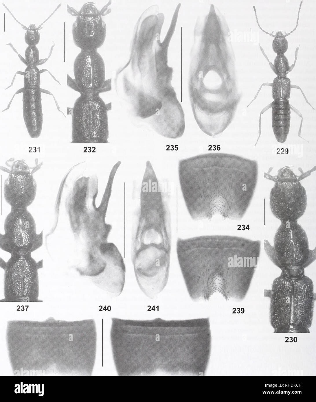 . Bonn zoological bulletin. Zoology. 108 Volker Assing. 233 238 Figs 229-241. Lobrathium rotundiceps, holotype (229-230), L. cholaicum (231-236), and I. daxuense (237-241). 229, 231: habi- tus; 230, 232, 237: forebody; 233, 238: male sternite VII; 234, 239: male sternite VIII; 235-236, 240-241: aedeagus in lateral and in ventral view. Scale bars: 229-232, 237: 1.0 mm; 233-236, 238-241: 0.5 mm. Bonn zoological Bulletin 61(1): 49-128 ©ZFMK. Please note that these images are extracted from scanned page images that may have been digitally enhanced for readability - coloration and appearance of the Stock Photo