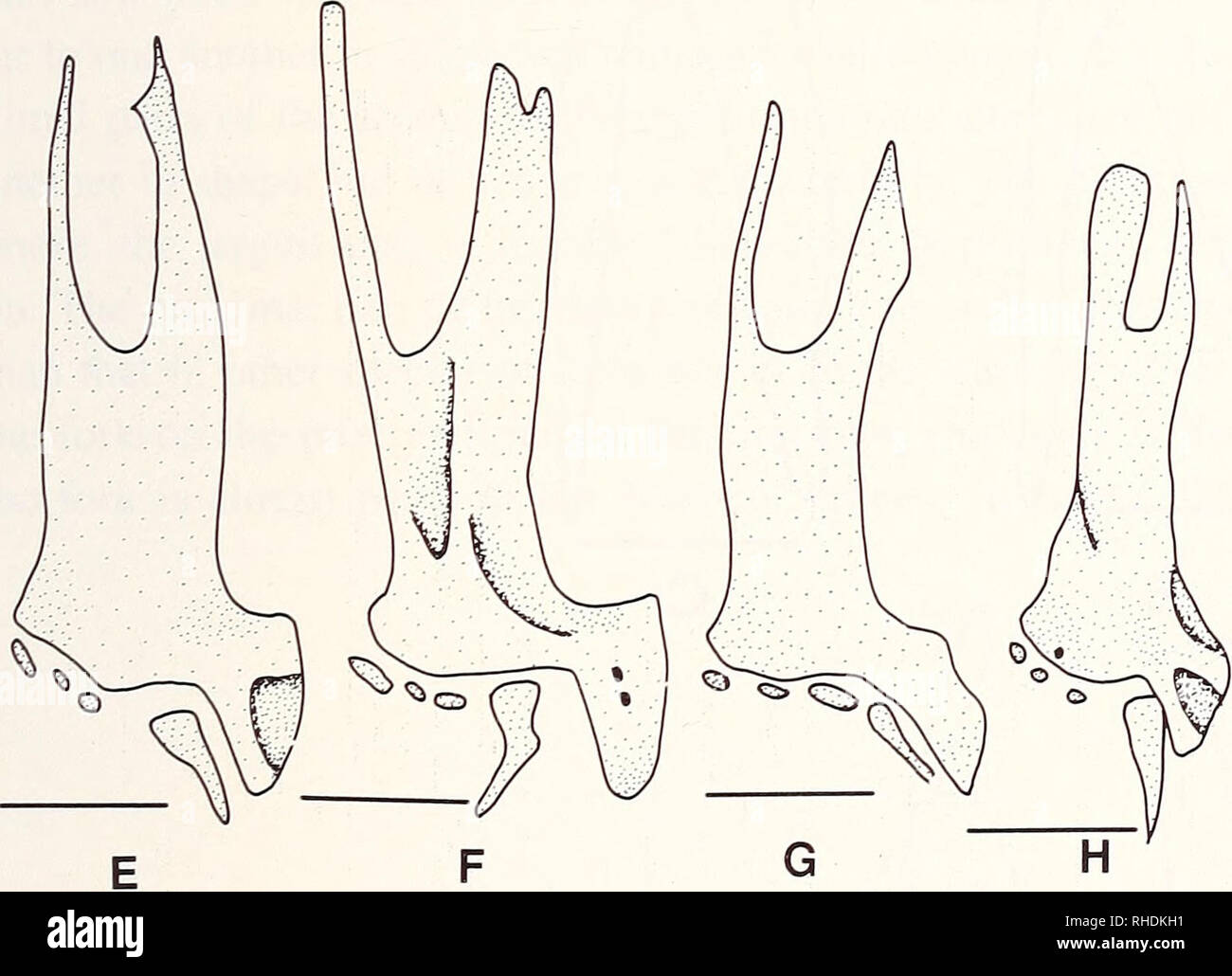 . Bonner zoologische Monographien. Zoology. Fig.89: Dorsal view of pelvic girdle of Phoxinus. A: P. pho- xinus (CNUC uncat., 76.0 mm TL); B: P. erythrogaster (KU 5773, 51.5 mm SL); C: P. neogaeus (KU 8521, 53.0 mm SL); D: P. issykkulensis (P-10696, 42.4 mm SL); E: P. cumberlandensis (KU 18934, 52.0 mm SL); F: P. oreas (KU 3259, 55.0 mm SL); G: P. tennesseensis (UT 44.5274, SL 50.0 mm SL); H: P. eos (KU 12255, 43.0 mm SL). Scale bars = 1 mm. Pelvic girdle and fin The pelvic girdle (Fig.89A-H) is composed of a single, expanded basipterygium. Anteri- orly, it is forked, thus two pelvic plates, th Stock Photo