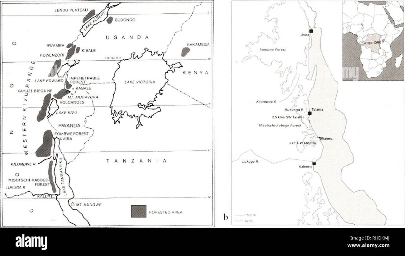 . Bonn zoological bulletin. Zoology. Mammals, other than bats, from the Misotshi-Kabogo highlands 205 a. Fig. 1. Map of the Albertine Rift with the Misotshi-Kabogo highlands (a), and position of the three collecting localities (b). following institutions: The Field Museum of Natural His- tory, Chicago (FMNH); the United States National Mu- seum, Washington D.C. (USNM); and the Zoologischcs Forschungsmuseum Alexander Koenig, Bonn (ZFMK). All specimens are deposited at the Field Museum of Nat- ural History, Chicago, IL. JCKP are the abbreviations for the senior author. Unless otherwise noted, ta Stock Photo