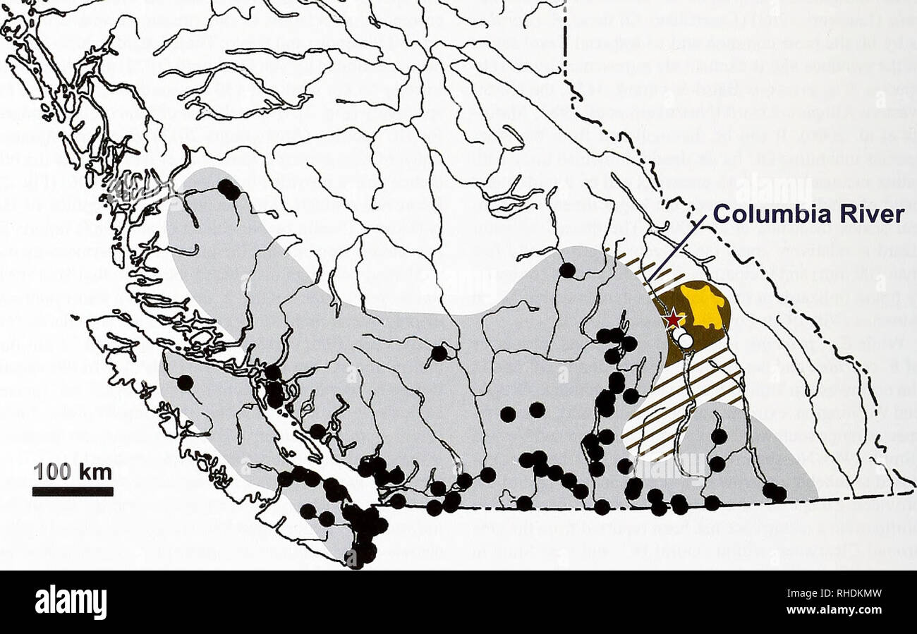 . Bonn zoological bulletin. Zoology. Fig. 1. The specimen of Elgaria coeridea principis (alive, not collected) encountered in Revelstoke (British Columbia, Cana- da) on September 25, 2009. Photograph: Kerstin Graba.. Fig. 2. Map of southern British Columbia (Canada) with known occurrences (black dots) of Elgaria coenilea principis (see Mat- suda et al. 2006) and a recent estimation of its range (gray area, see Anonymous 2011). Note that the records from Revelstoke (red star, present report and from Nussbaum et al. 1983), those from Mount Revelstoke and Glacier National Parks (yellow area, FM-  Stock Photo