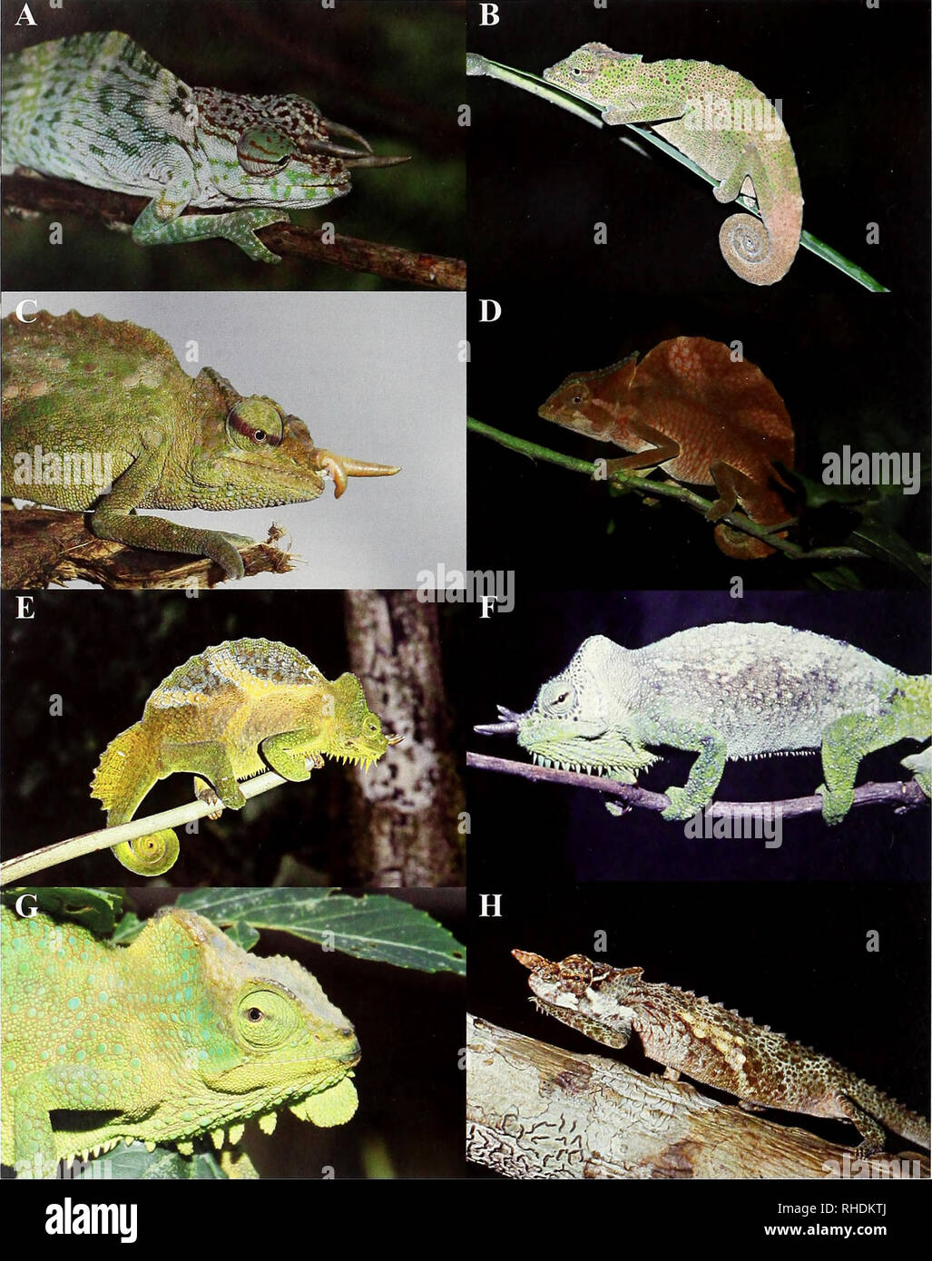 . Bonn zoological bulletin. Zoology. 216 Michael F. Barej et al.. Fig. 2. Cameroonian chameleons (in life): A = Trioceros oweni male (Campo region; photo by J.A.M. Wurstner). B = T. camer- unensis (Njonji, Mt. Cameroon). C = T. montium male; specimen with an aberrant horn shown (Big Massaka, Rumpi Hills). D = T. cristatus male (Nkoelon, Campo region). E = T. q. quadricornis male (Mt. Kupe). F = T. q. gracilior male (Mt. Lefo; photo by W. Bohme). G = T. q. eisentrauti female (Mt. Rata, Rumpi Hills). H = T. pfefferi male (Kodmin, Bakossi Mts.). Bonn zoological Bulletin 57 (2): 211-229 ©ZFMK. Ple Stock Photo