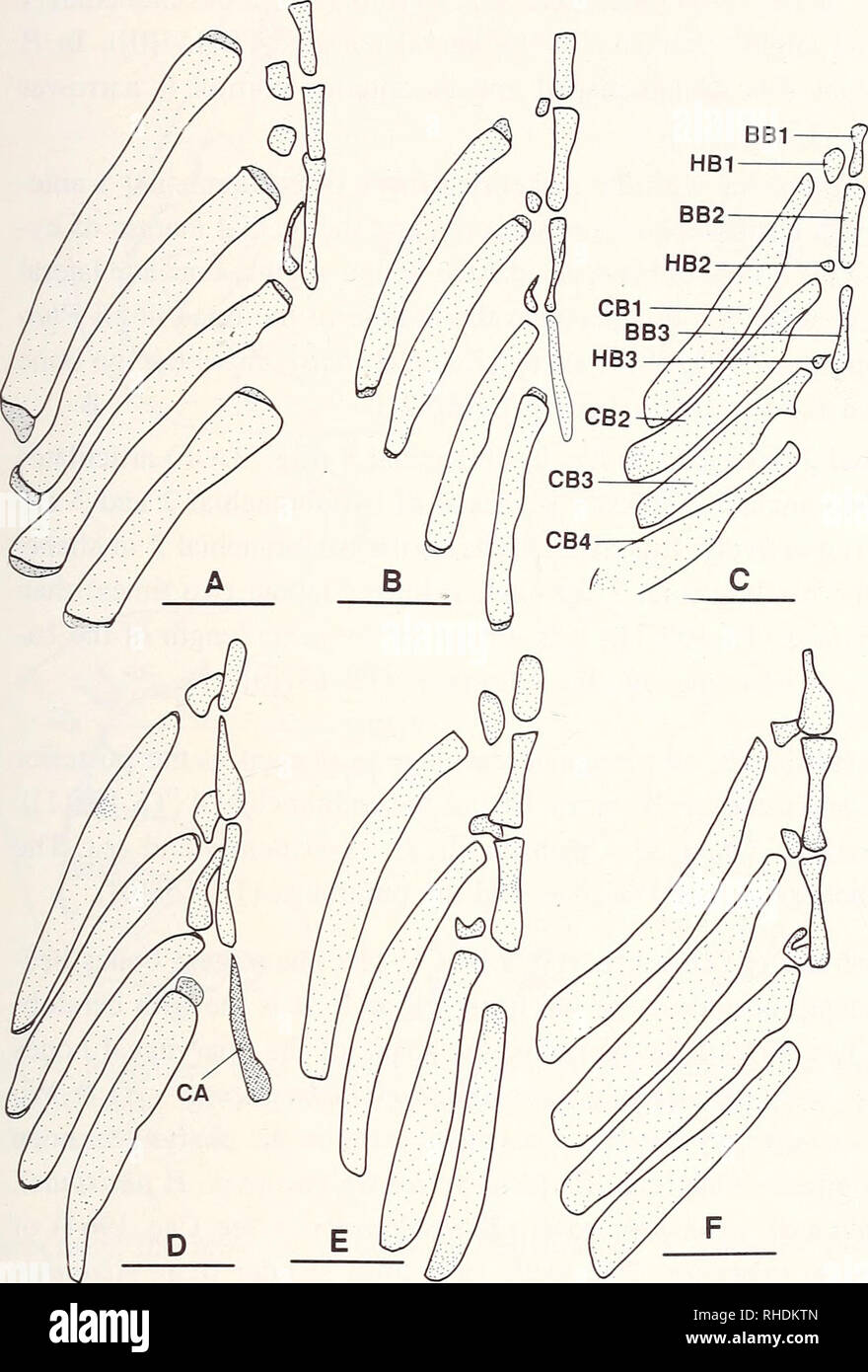 . Bonner zoologische Monographien. Zoology. I 117. Fig.73: Dorsal view of cera- tobranchials, hypobranchials. and basibranchials of Phoxi- nus. A: P. phoxinus (CNUC uncat., 76.0 mm TL); B: P. eos (KU12255, 43.0 mm SL); C: P. cumberlandensis (KU 18934, 52.0 mm SL); D: P. is- sykkulensis (P-10696, 42.4 mm SL); E: P. oreas (KU 3259. 55.0 mm SL); F: P. erythwgaster (KU 5773, 51.5 mm SL). Scale bars = 1 mm. Hypobranchials 1 and 2 (Fig.73A-F) are small bones. No variation with phylogenetic sig- nificance is present among Phoxinus species. Hypobranchial 3 (Fig.73A-F) is a slender bone tapering ventra Stock Photo
