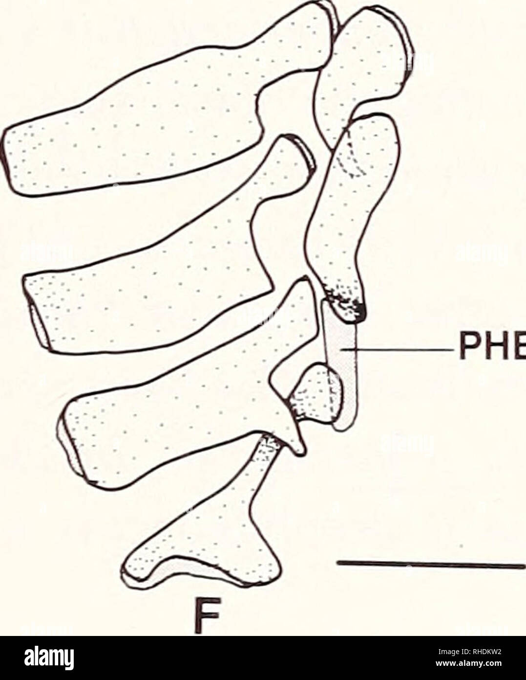 . Bonner zoologische Monographien. Zoology. PHB4 Fig.72: Dorsal view of pharyngobranchials and epi- branchials of Phoxinus. A: P. neogaeus (KU 8521. 53.0 mm SL): B: P. erythrogaster (KU 5773. 51.5 mm SL): C: P. phoxinus (CNUC uncat.. 76.0 mm TL): D: P. eos (KU 1 1335.49.0 mm SL): E: P. is- sykkulensis (P-10696, 42.4 mm SL): F: P. oreas (KU 3259. 55.0 mm SL). Scale bars = 1 mm. Pharyngobranchial 4 (Fig.72A-F) is a cartilage in Phoxinus, and placed at the posterior margin of the pharyngobranchial 2+3. It contacts the pharyngobranchial 2+3 anteriorly, and epibranchial 4 posteriorly. This cartilag Stock Photo