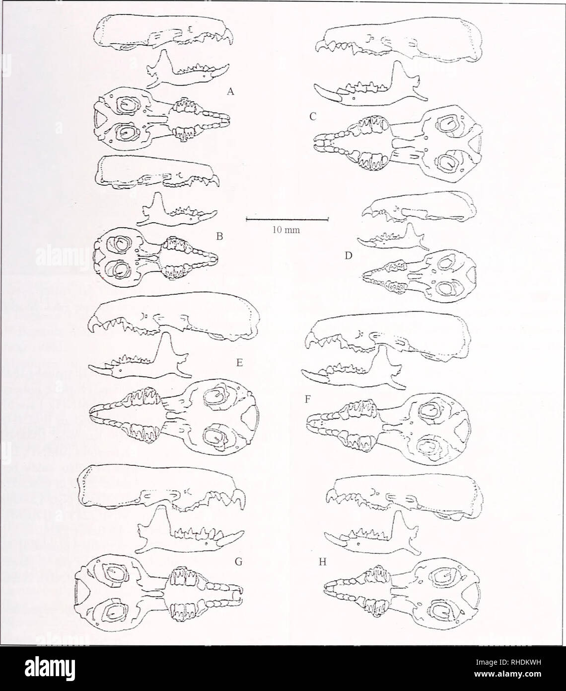 Bonner Zoologische Monographien Zoology Thorn Amp Kerbis Peterhans Small Mammals Of Uganda Fig 55 Shrew Skulls A Crocidura Fuscomnrma B C Elgonius C Simcus Lixus D Suncus