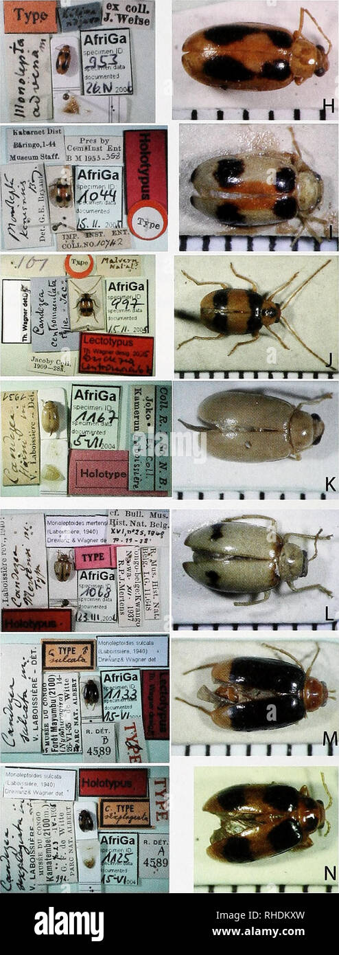 . Bonn zoological bulletin. Zoology. Fig. 20. Primary types; left: overview; right: detail, scale in mm. a. Holotype of Crioceris diiplicata Sahlberg (1823); b. Lecto- type of Monolepta fasciaticoUis Laboissiere, 1940a; c. Holotype of Monolepta quinqiiepimctata Laboissiere, 1940. d. Holotype of Monolepta trivialis Gerstaecker, 1855. e. Holotype of Candezea umbilicata Laboissiere, 1920. f. Holotype of Monolepta didyma Gerstaecker, 1871. g. Holotype of Monolepta thomsoni Allard, 1888. h. Lectotype of Monolepta advena Weise, 1909. i. Holotype of Monolepta keniensis Biyant, 1953. j. Lectotype of C Stock Photo