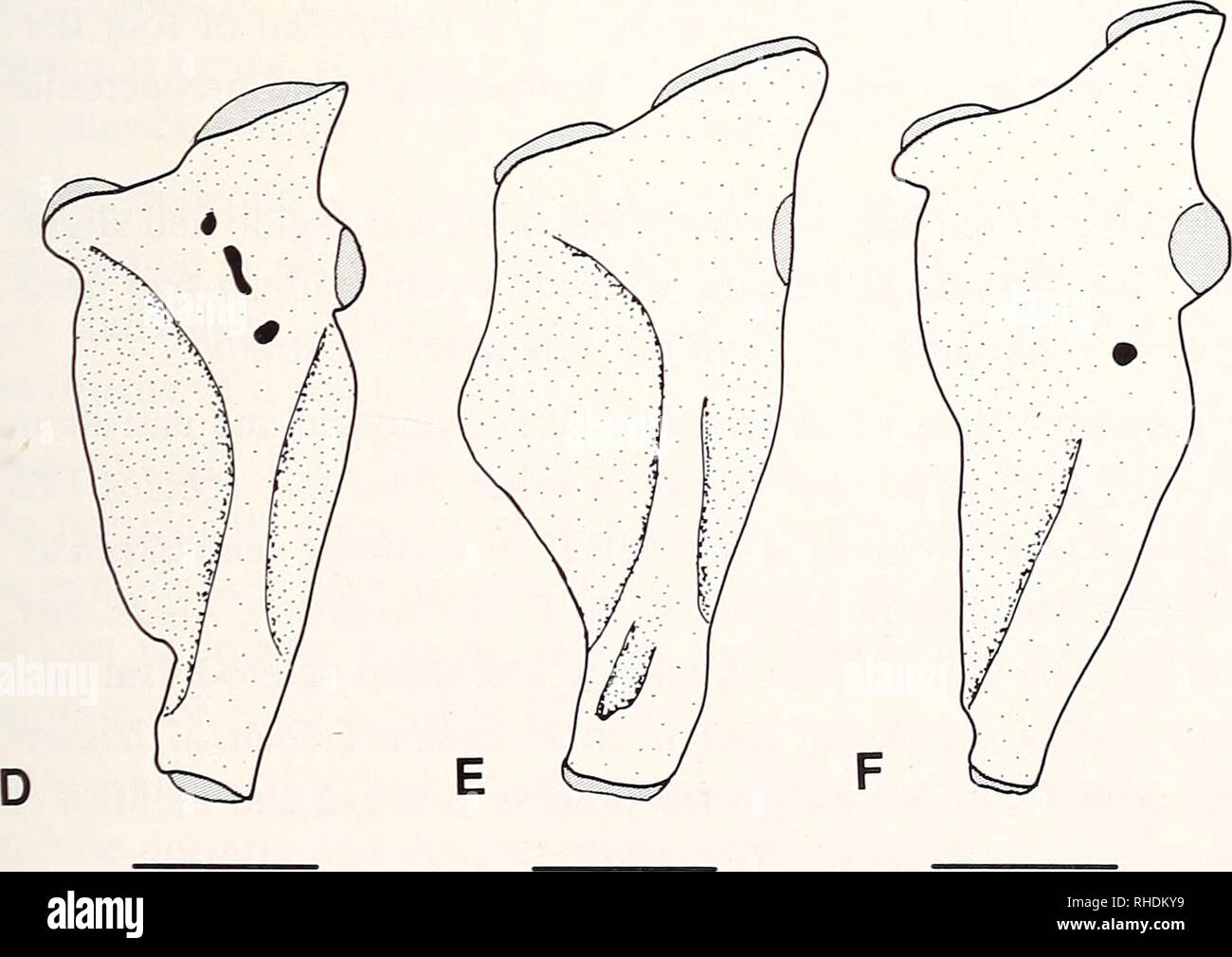. Bonner zoologische Monographien. Zoology. Fig.70: Lateral view of hyo- mandibula of Phoxinus. A: P. phoxinus (CNUC uncat.. TL 76.0 mm); B: P. neogaeus (KU 8521, 53.0 mm SL); C: P. oreas (KU 3259, 55.0 mm SL); D: P. erythrogaster (KU 5773, 51.5 mm SL); E: P. brachyurus (MCZ 3006, 75.9 mm SL); F: P. tennesseensis (UT 44.5274, 50.0 mm SL). Scale bars = 1 mm.. Please note that these images are extracted from scanned page images that may have been digitally enhanced for readability - coloration and appearance of these illustrations may not perfectly resemble the original work.. Bonn, Zoologisches Stock Photo