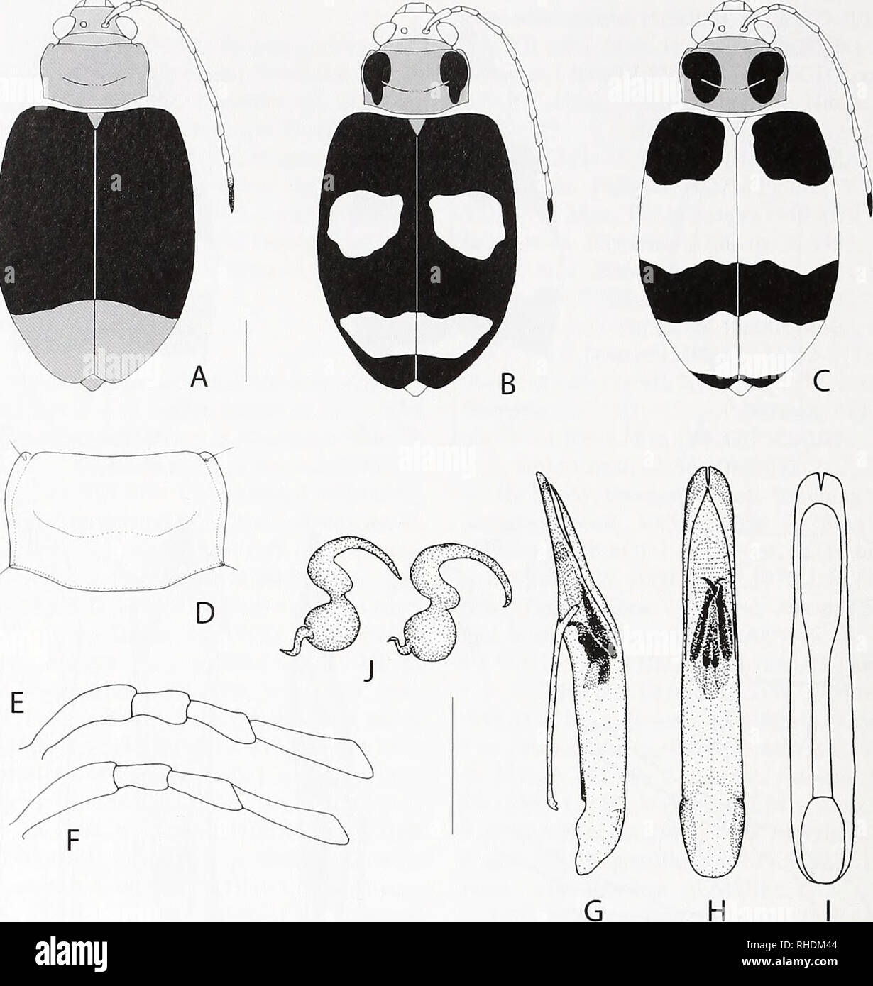 . Bonn zoological bulletin. Zoology. Fig. 9. Morphology of Monoleptoides sulcata (Laboissiere, 1940). a-c. Habitus showing typical colour variation, d. Pronotum, detail, e, f. Basal antennomeres one to four of male (e) and female (f). g-i. Median lobe, lateral (g), dorsal (h), and ventral, with- out endophallic structures (i). j. Spennathecae of two different females. Scale bars: 1 mm. 1 9, 1 6^, Buamba Forest, 0.45N/30.02E, Semliki Valley, XI. 1907, S. A. Neave (BMNH); 2 2 9, Budongo Fo- rest, 1.45N/31.35E, 1200 m, XII. 1911, S. A. Neave (BMNH); 1 Kampala, 0.19N/32.35E, XI.-XII.1920, S. A. Ne Stock Photo
