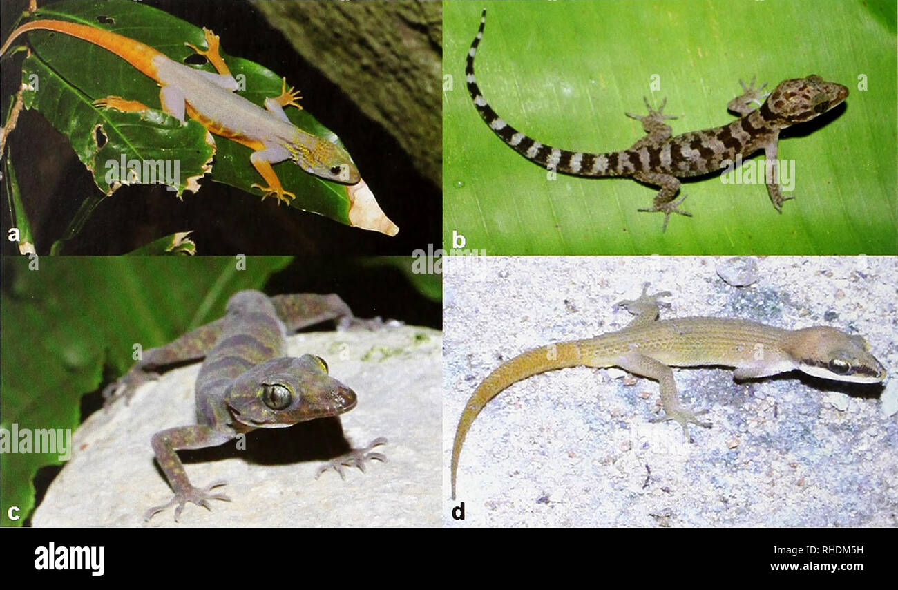 Cnemaspis psychedelica hires stock photography and images Alamy