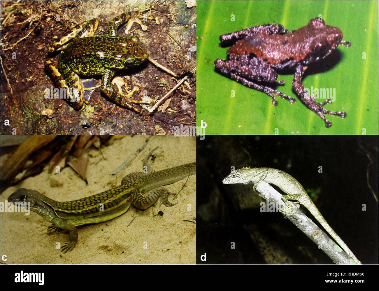 . Bonn zoological bulletin. Zoology. New amphibians and reptiles from Vietnam 139. Fig. 1. a) Odorrana geminata from Ha Giang Province, Photo T.Q. Nguyen; b) Theloderma lateriticum from Lao Cai Province, Photo T.Q. Nguyen; c) Leiolepis ngovantrii from Ba Ria-Vung Tau Province, Photo L.L. Grismer; and d) Pseudocalotes ziegleri from Kon Turn Province, Photo C.T. Ho. Rhacophoridae Theloderma lateriticum Bain, Nguyen &amp; Doan, 2009 Theloderma lateriticum R.H. Bain, T.Q. Nguyen &amp; K.V. Doan, 2009, Zootaxa 2191: 60. Holotype: AMNH 168757/IEBR A. 0860. Type locality: Nam Tha Commune, Van Ban Dis Stock Photo