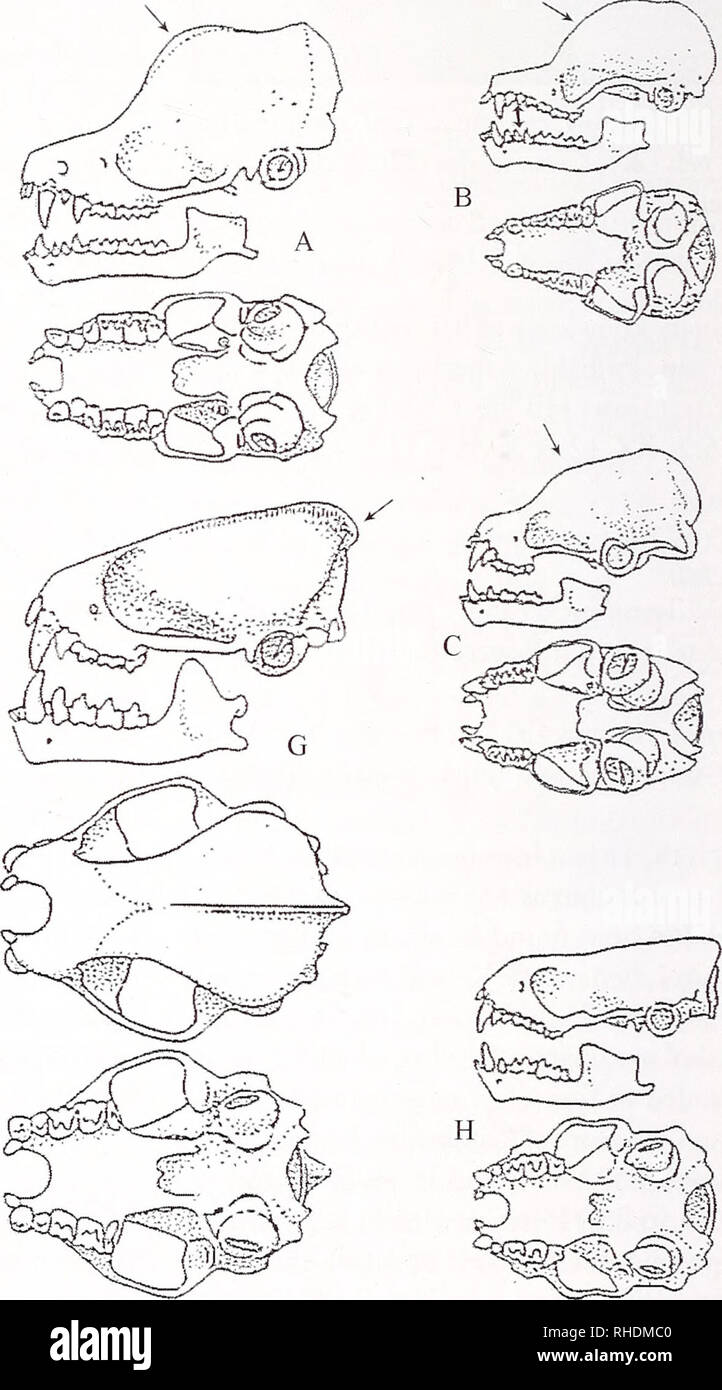 . Bonner zoologische Monographien. Zoology. FIG. 26. Skulls of Vespertilionidae: A - Minioptems inflatus B - Kerivoula phalaena; C — Glauconycteris egeria ssp. (?); D - Myotis bocagii; E - Scotoecus hinder., F - Nycticeifiops schlieffeni; G - Scotophilus dingani; H - Mimetillus moloneyi. 42. Please note that these images are extracted from scanned page images that may have been digitally enhanced for readability - coloration and appearance of these illustrations may not perfectly resemble the original work.. Bonn, Zoologisches Forschungsinstitut und Museum Alexander Koenig Stock Photo