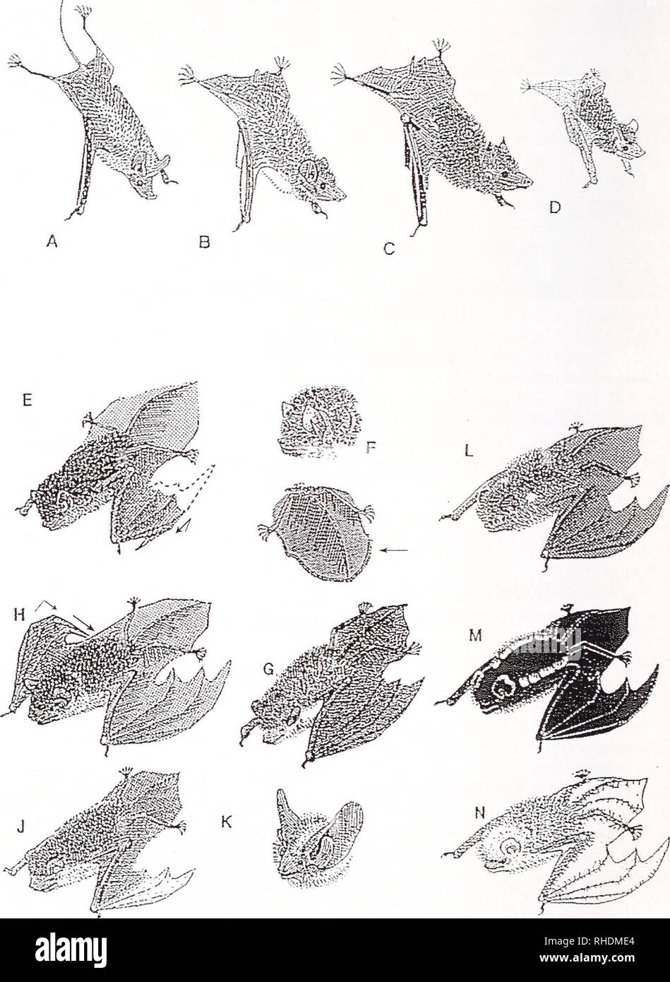 . Bonner zoologische Monographien. Zoology. BONNER ZOOLOGISCHE MONOGRAPHIEN Nr. 55/2009. FIG. 23. Rhinopomatidae: K — Rhinopoma. Emballonuridae: B - Taphozous mauritianus; C - Taphozous nudi- ventris; D - Coleura afra. Vespertilionidae: E - Miniopterus; F - Kerivoula lanosa; G — Nycticeinops schlieffeni; Fi - Scotophilus; J - Mimetilliis; K - Laephotis wintoni L - Glanconycteris humeralis; M - Glauconycteris ege- ria ssp. (?); N - Glauconycteris gleni. 38. Please note that these images are extracted from scanned page images that may have been digitally enhanced for readability - coloration an Stock Photo