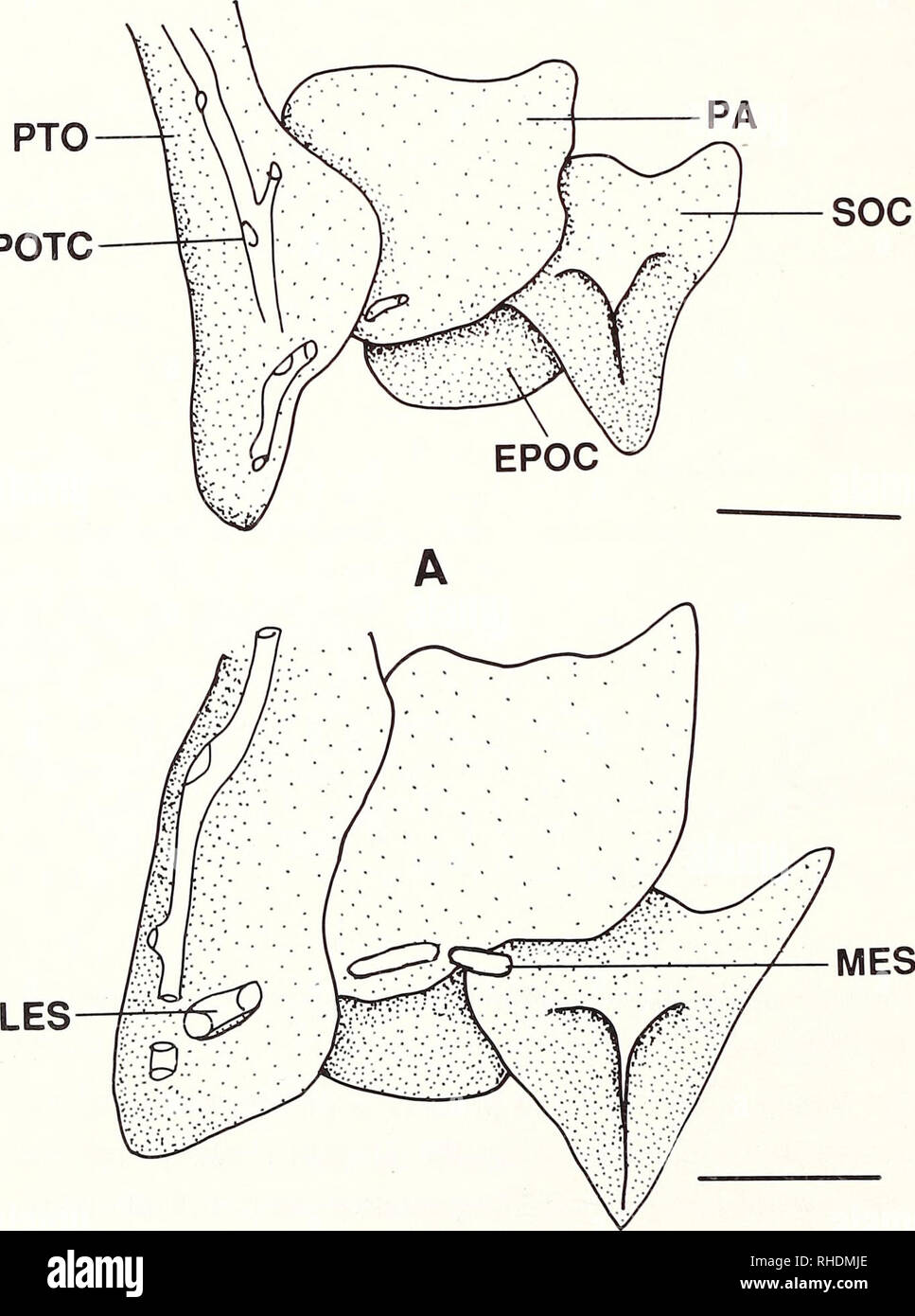 . Bonner zoologische Monographien. Zoology. Fig.43: Lateral view of ptero- sphenoid of (A) Phoxinus cumberlandensis (KU 18934, 52.0 mm SL) and (B) P. pho- xinus (CNUC uncat., 76.0 A B mm TL). Scale bar = 1 mm. stefior portion of the bone bears a process in P. oreas, issykkulensis, tennesseensis, eos, neogaeus, brachyurus, phoxinus, and in the outgroups (TS 65[0]), although the process is absent in P. cumberlandensis and erythrogaster (TS 65[1]). The pterosphenoid's ventroposterior margin sutures with anterior edge of the parasphe- noid's ascending wing (Fig.42A-D). Variation in Phoxinus is pre Stock Photo