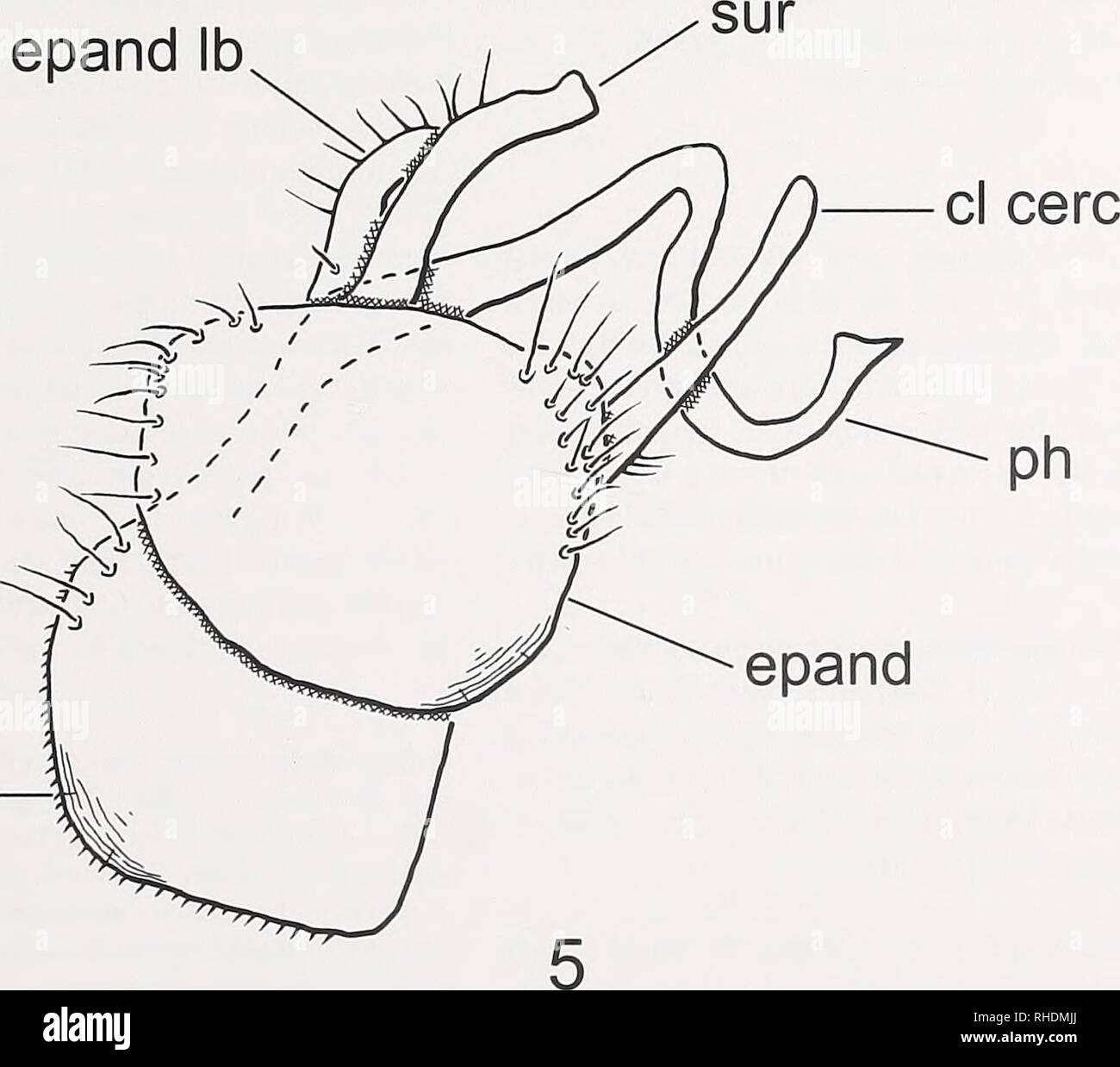 . Bonn zoological bulletin. Zoology. hypd. Figs 4-5. 4. Proclinopyga ulrichi, wing. 5. Proclinopyga ulrichi, male terminalia, lateral view of right side. Abbreviations: cl cere - clasping cercus; epand - epandrium; epand lb - epandrial lobe; hypd - hypandrium; ph - phallus; sur - surstylus. Bonn zoological Bulletin 57 (1): 85-89 ©ZFMK. Please note that these images are extracted from scanned page images that may have been digitally enhanced for readability - coloration and appearance of these illustrations may not perfectly resemble the original work.. Zoologisches Forschungsmuseum Alexander K Stock Photo