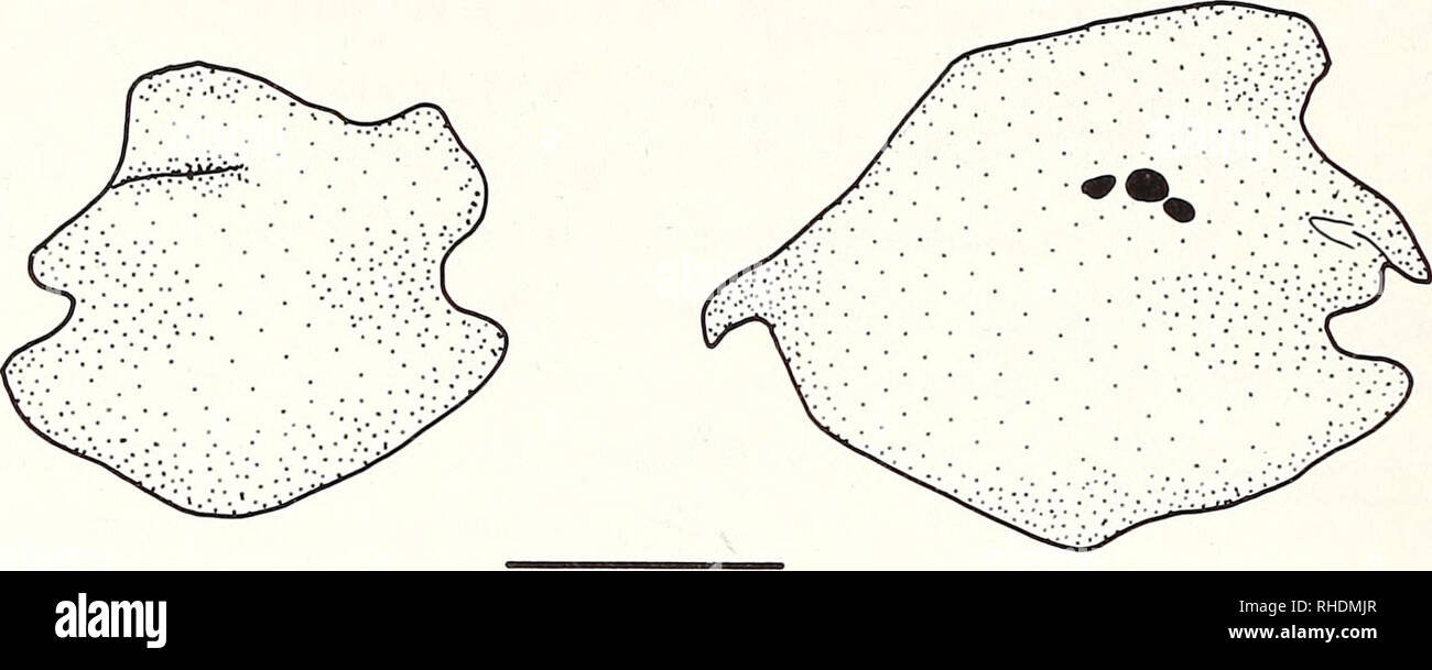 . Bonner zoologische Monographien. Zoology. 80. Fig.43: Lateral view of ptero- sphenoid of (A) Phoxinus cumberlandensis (KU 18934, 52.0 mm SL) and (B) P. pho- xinus (CNUC uncat., 76.0 A B mm TL). Scale bar = 1 mm. stefior portion of the bone bears a process in P. oreas, issykkulensis, tennesseensis, eos, neogaeus, brachyurus, phoxinus, and in the outgroups (TS 65[0]), although the process is absent in P. cumberlandensis and erythrogaster (TS 65[1]). The pterosphenoid's ventroposterior margin sutures with anterior edge of the parasphe- noid's ascending wing (Fig.42A-D). Variation in Phoxinus is Stock Photo