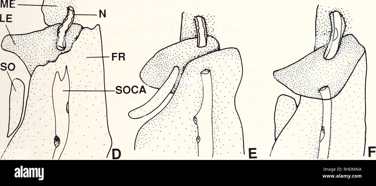 . Bonner zoologische Monographien. Zoology. Fig.40: Dorsal view of the frontal bone (A-C), and supraorbital, lateral ethmoid, mesethmoid, fron- tal, and nasal bones (D-F) of Phoxinus. A: P. cumberlandensis (KU 18934, 52.0 mm SL); B: P. erythrogaster (KU 5773; 51.5 mm SL); C: P. phoxinus (CNUC uncat, 76.0 mm TL); D: P. oreas (KU 3259, 55.0 mm SL); E: P. phoxinus (KU 22856, 58.0 mm SL); F: P. tennesseensis (UT 44.5274, 50.0 mm SL). Scale bars = 1 mm. ties are present, including anterolateral, anteromedial, and posterior ones. The anterolateral and anteromedial concavities are separated by a ridg Stock Photo