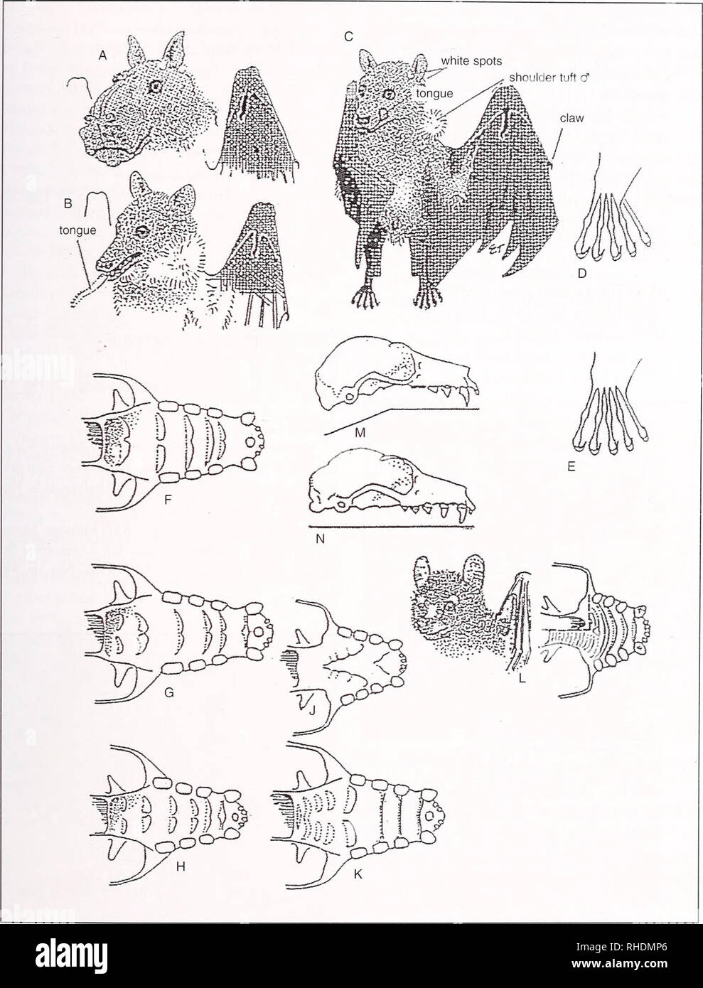 . Bonner zoologische Monographien. Zoology. THORN & KERBIS PETERHANS