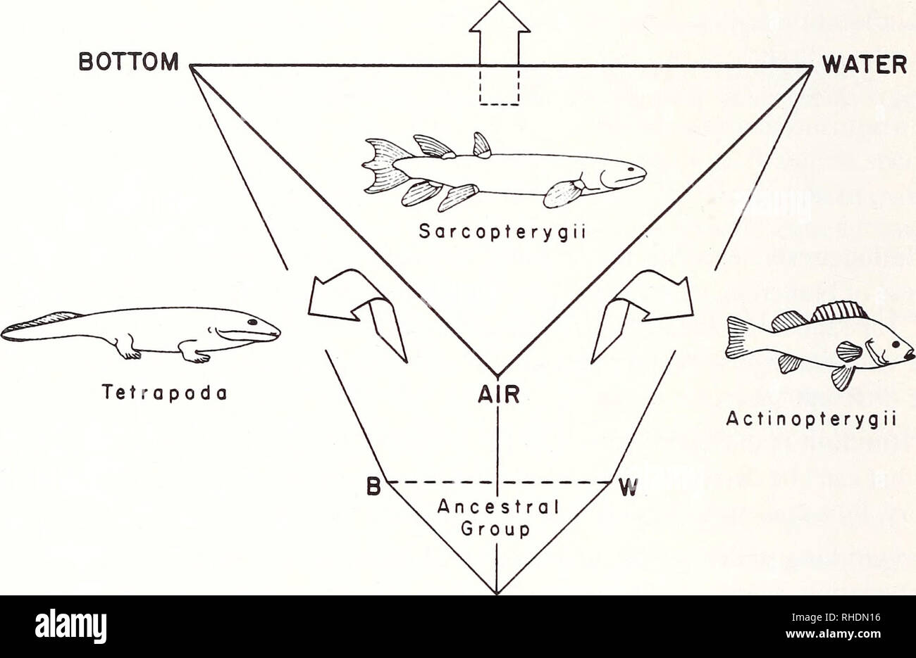 . Bonner zoologische Monographien. Zoology. 140 and unpaired fins (von Wahlert 1962). According to him, their epibenthic stem species had an organ which functioned both as lungs to breathe atmospheric air and hydrostatically as a swim bladder (&quot;lung/swim bladder organ&quot;) and had a close relationship to the bottom, which was used as a resting place and as a spawning site. Both these features probably still existed in the f &quot;Rhipidistia&quot;. During the adaptive radiation and evolution of the three groups mentioned above, each group lost its respective relationship to one of the t Stock Photo