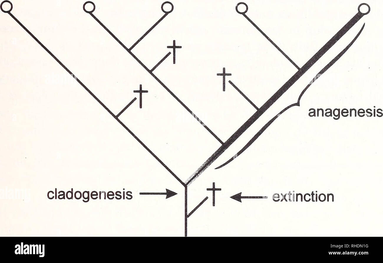 Speciation Lineage image.
