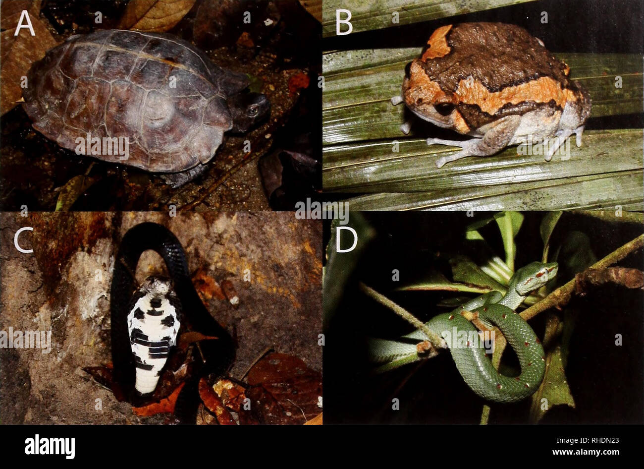 . Bonn zoological bulletin. Zoology. Estimating herpetofaunal species richness 5. Fig. 2. A: Heosemys spinosa (Gray, 1831); B: Kaloula pulchra Gray, 1831; C: Naja sumatrana (Mtiller, 1890); D: Tropidolae- mus wagleri (Boie, 1827). 2005). Four models were fitted to the rarefaction curve. The first corresponds with a negative exponential model (Colwell &amp; Coddington 1994; Flather 1996; Van Rooijen 2009). It is based on the assumption that the number of new species found per search day is proportional to the number of as yet undiscovered species, in mathematical terms: dYldt = c {A-Y) where A  Stock Photo