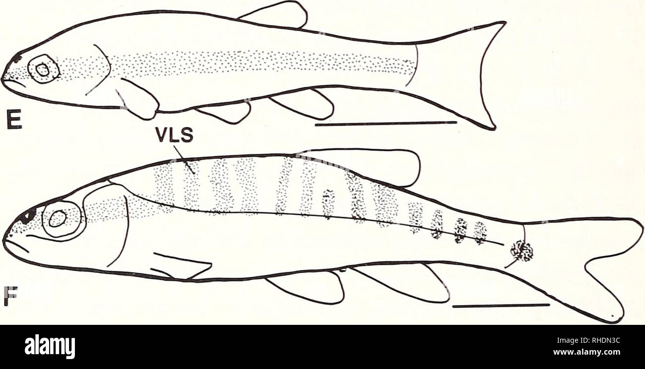 . Bonner zoologische Monographien. Zoology. Fig.22: Lateral view of some species of Phoxinus, showing body lateral line and stripes. A: P. neogaeus (ANSP 48468. 51.0 mm SL): B: P. oreas (KU 3254, 47.6 mm SL); C: P. etythrogaster (KU uncat.. 30.0 mm SL): D: P. erythro- gaster (KU uncat., 46.0 mm SL): E: P. phoxinus (KU 22850, 27.4 mm SL): F: P. phoxinus (AMNH 71940, 52.1 mm SL). Scale bars = 1 mm. and the outgroups comparison, I interpret the elongated ellipsoidal type the plesiomorphic condition, and the linear and the short ellipsoidal types of the axis independently derived from the plesiomo Stock Photo