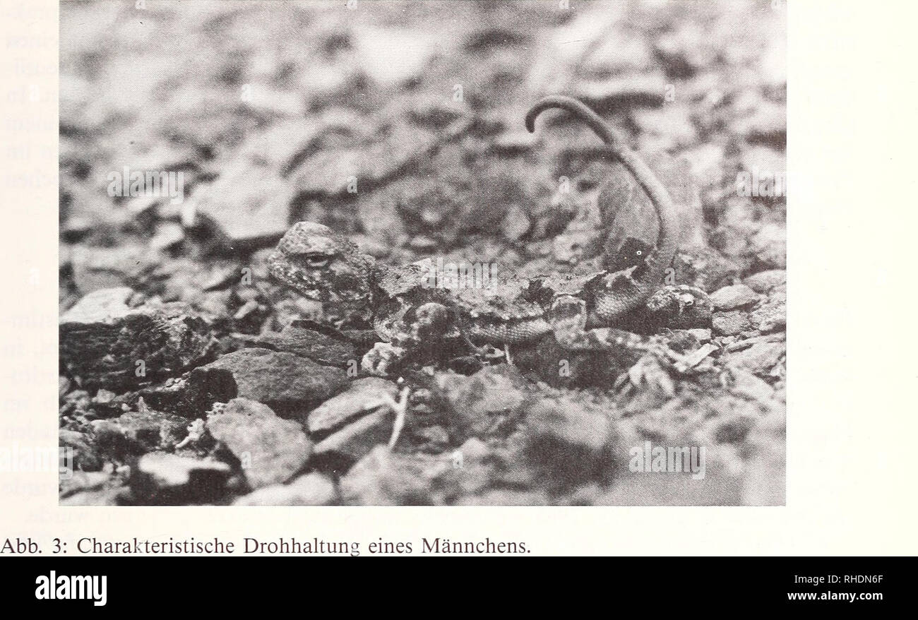 . Bonner zoologische Beiträge : Herausgeber: Zoologisches Forschungsinstitut und Museum Alexander Koenig, Bonn. Biology; Zoology. Zur Ökologie von Phrynocephalus helioscopus 135. offenbar nicht vorhandene Ausdauer und recht große Trägheit bewirkt, daß die Aga- men dann mit ansonsten angepreßtem Oberkörper den eingerollten Schwanz mit den geschlechtsspezifischen Signalfarben auf dessen Unterseite präsentieren (Abb. 3). Diese Färbung, die sich auf die Schwanzspitze beschränkt, unterliegt nach Ananyeva (1981) einer starken geographischen Variabilität innerhalb des Areals und ist im untersuchten G Stock Photo