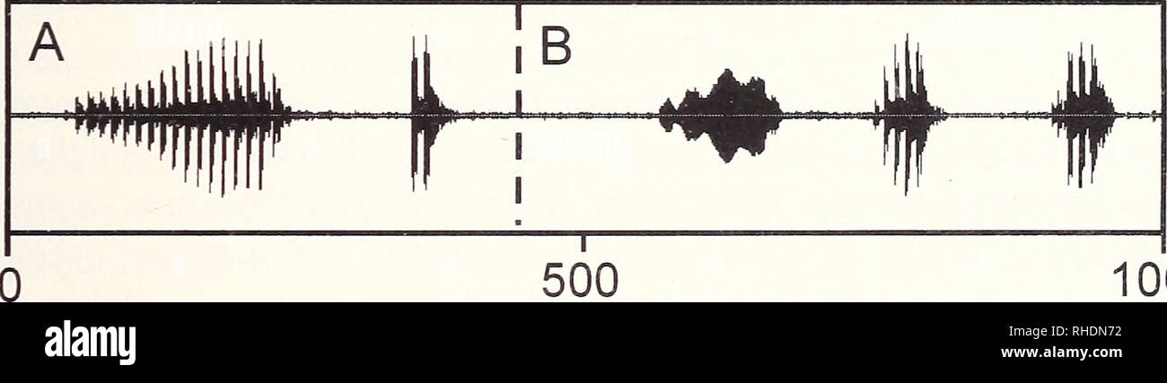 Bonner zoologische Monographien. Zoology. « 105 10 Frequency (kHz) A i B %  1 500 1000 ms. 1000 ms Fig.30: Audiospectrogram and oscillogram of the two  call types of Hyla sp.