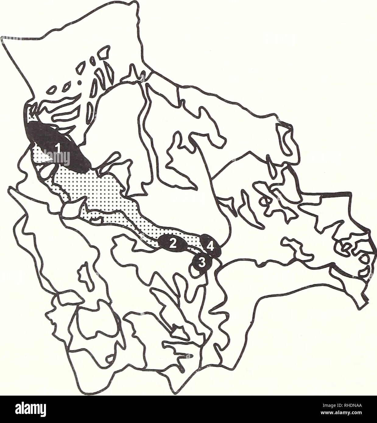 . Bonner zoologische Monographien. Zoology. 78 mainly distributed in the Chaco-Cerrado domain or open wet savanna habitats (e.g., Bufo granulosus, B. paracnemis, Hyla nana, H. punctata, H. raniceps, Adenomera dipty^x, Eleutherodactylus dundeei, Leptodactylus chaquensis, L. ele- nae, Physalaemus albonotatus, P. biligonigerus, Pseudis paradoxa), as well as species primarily ranging in the lower montane rainforests as well as in the humid peri-Andean forests (e.g., Bufo poeppigii, Cochranella nola, HyaUnobatrachium bergeri, Eleutherodactylus cruralis, Leptodactylus rhodonotus). Although it is gen Stock Photo