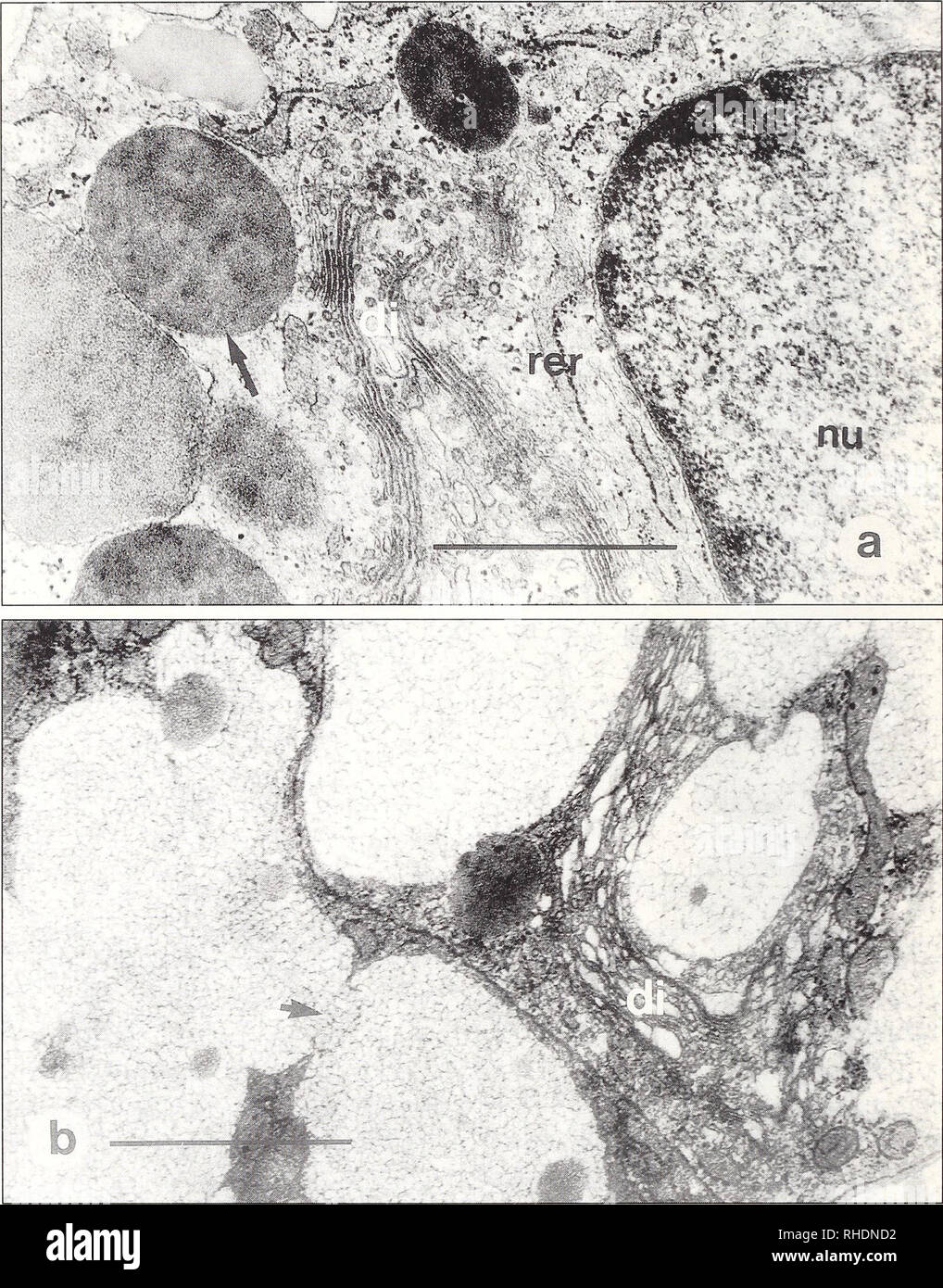 . Bonner zoologische Monographien. Zoology. 42. Fig. 9 a, b. Fine structure of gland cells in the pars convoluta. a Seromucous gland cell of the second subdivision (middle part) of the pars convoluta of Salamandra atra. Note the compact osmiophilic secretory granules (arrow), dictyosomes (di) and the well developed rough endoplasmic reticulum (rer). Nucleus (nu). Bar 1 |im. b Mucous gland cell of the first subdivision of the pars convoluta of Triturus alpestris. Note the confluent secretory granules (arrow) and the large dictyosome (di). Bar 1 }im.. Please note that these images are extracted  Stock Photo