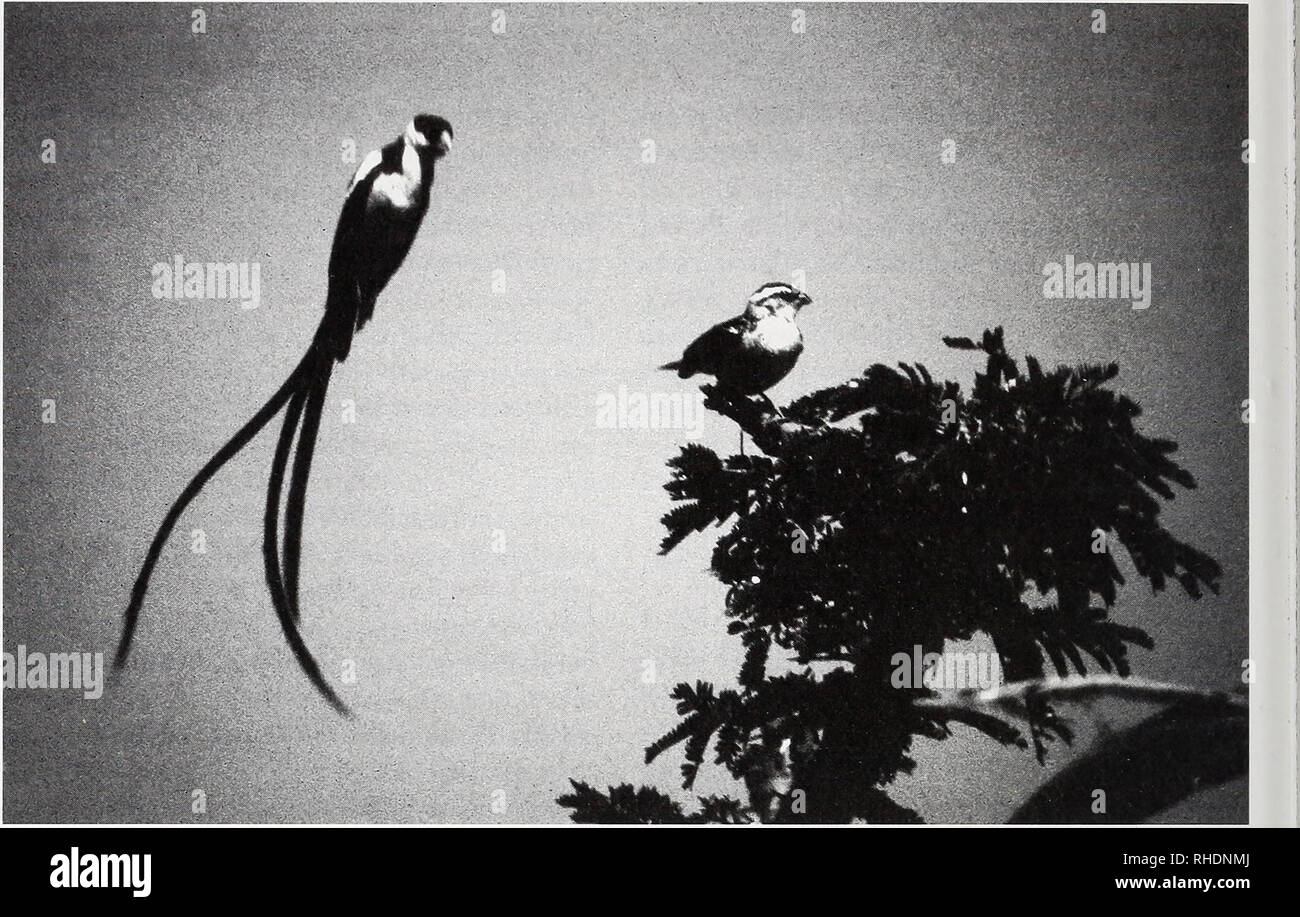 . Bonner zoologische Monographien. Zoology. BONNER ZOOLOGISCHE MONOGRAPHIEN Nr. 53/2005. FIG. 21. Displaying M Pin-tailed Whydah Vidua macroura, wings closed position, over F in top of an Aca- cia gerrardii in a display area near LU 8 September 1986. The M sings and circles the F, tail dangling, often toward her; this shows the dangling tail and M facing the F directly (see text). Compare M head, the white feathers encircling the black &quot;cap,&quot; with the reverse-patterned Straw-tailed Whydah in text. display is reversed briefly, the crown erected and the neck and facial feathers smoothe Stock Photo