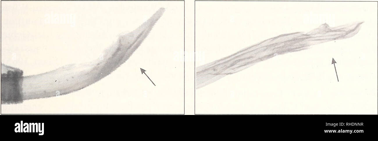 . Bonner zoologische Monographien. Zoology. 47. Abb. 28. Eine zahnförmige, sehr schmale Aedoeagusspitze besitzen Dyscia malatyana Wehrli, 1934 (links) und Dyscia nobilaria Bang-Haas, 1906 (rechts). 1934), Karaman (L. Lehmann); Armenien - Eriwan (M. A. Rjabov); AsERBAiDSHAN - Nachitschewan (M. A. Rjabov); RUßLAND - Dagestan/Ost- Kaukasus (Wehrli 1934), Elbrus (Bastelberger), Kalmückien (A. Poltawski); Iran - Fort Sengan [Zanjan], Kouh i Taftan (Brandt 1941), Teheran, Kerman, Semnan (F. Kasy &amp; E. Vartian), Isfahan, Sirjan (E. Vartian); Pakistan - Gilgit (M. Hre- blay &amp; G. Csorba), Quetta Stock Photo