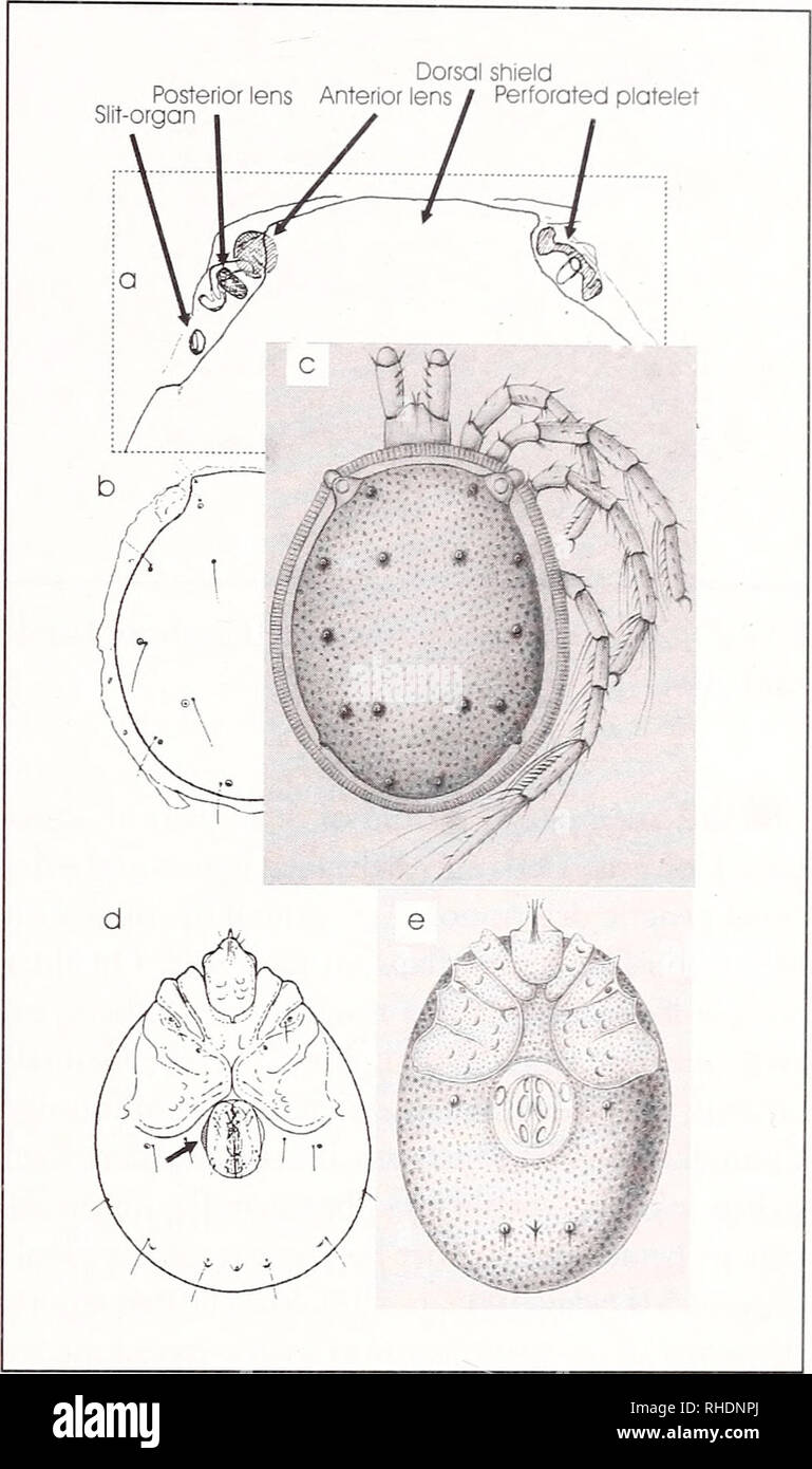 . Bonner zoologische Monographien. Zoology. PANESAR, EVOLUTION IN WATER MITES. day (1905) has drawn the inside view of the venter, so that in his figure (Daday 1905, p. 297) all coxae (C1-C4) appear to be medially free. GF. Anterior border of GF on level of insertions of rV-L. Daday (1905) reports for the type specimen three pairs of Ac and a pair of holes in the ventral shield located at the anterior outer border of the genital flaps called &quot;Genitalporus&quot; by Daday. The im- pression of holes is given by the VS retreating in this area from the genital flaps. A similar situation is fou Stock Photo