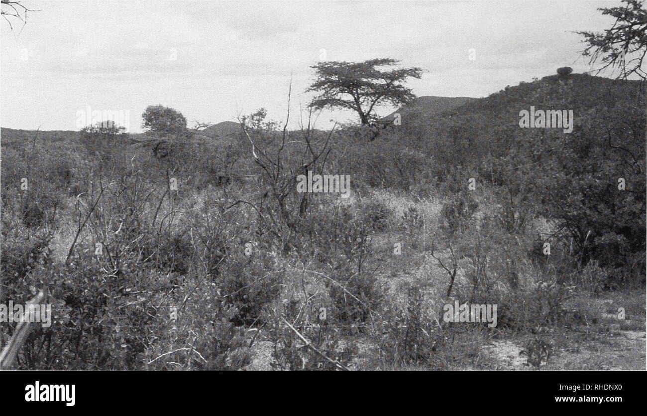 . Bonner zoologische Monographien. Zoology. FIG. 7. Degraded, pastured Acacia gerrardii open bushland (once woodland), at NP, with Euclea spp., Rhus spp., and such plants of disturbed areas as Lantana camara and Datura stramonius, looking E toward Kuti Hill (center background), 22 September 1986. Note elephant damage to the acacias. Dry woodland birds such as Brubru, Abyssinian Scimitarbill, Yellow-bellied Eremomela, and breeding lapwings, Three-banded Coursers and whydahs occur here.. FIG. 8. View NW toward Tabarokwa Hill (right background), site TA, in degraded Acacia gerrardii bush- land, 1 Stock Photo