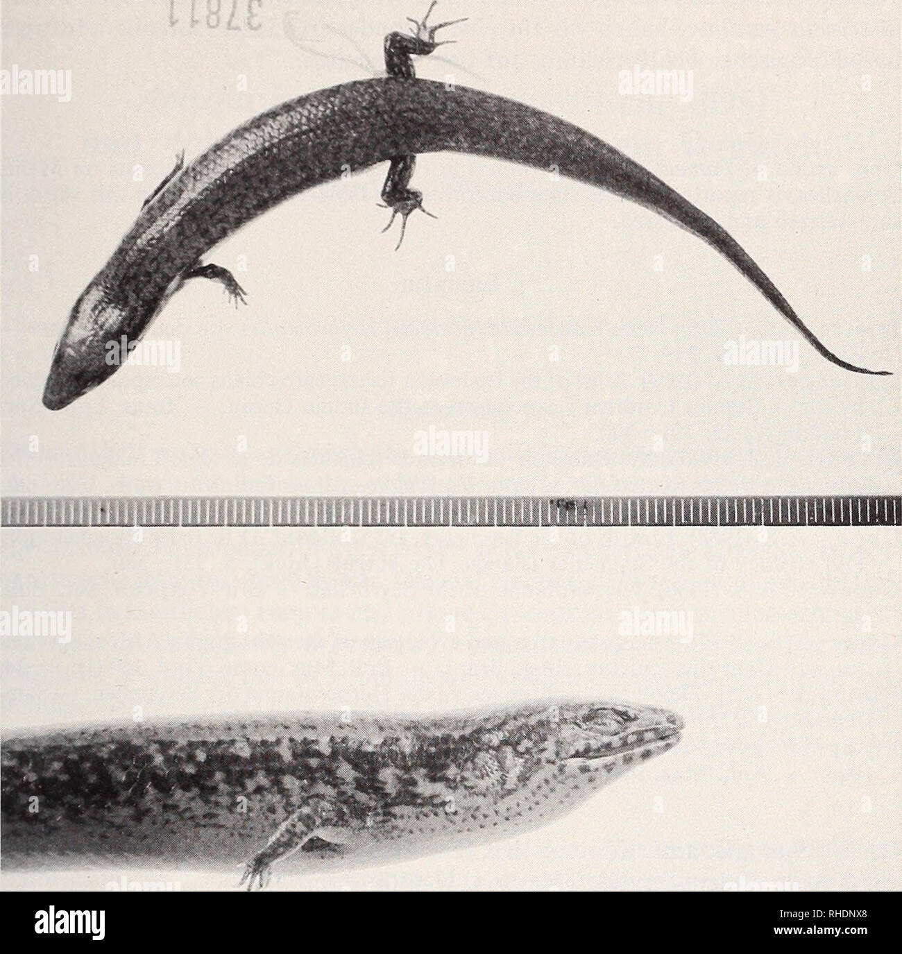 . Bonner zoologische BeitrÃ¤ge : Herausgeber: Zoologisches Forschungsinstitut und Museum Alexander Koenig, Bonn. Biology; Zoology. Beobachtungen an Patnelaescincus 299. â nniitiiiiiituiiiiiuiuiuuiiiuiuuuiuuiuuiuiiiii Abb. 2: Patnelaescincus gardineri von MahÃ©, Seychellen. Oben: 9 von Port Glaud; unten: o* vom FuÃe des Morne Seychelloir bei Sans Souci. Skalen in Millimetern. Aufn. Mus. Koenig (E. Schmitz). Der SchlÃ¼ssel zum VerstÃ¤ndnis dieser noch widersprÃ¼chlichen PhÃ¤nomene dÃ¼rfte unseres Erachtens nicht nur im VerhÃ¤ltnis zum FreÃfeind, sondern auch zum Ã¤hnlichsten Nischenkonkurrenten  Stock Photo