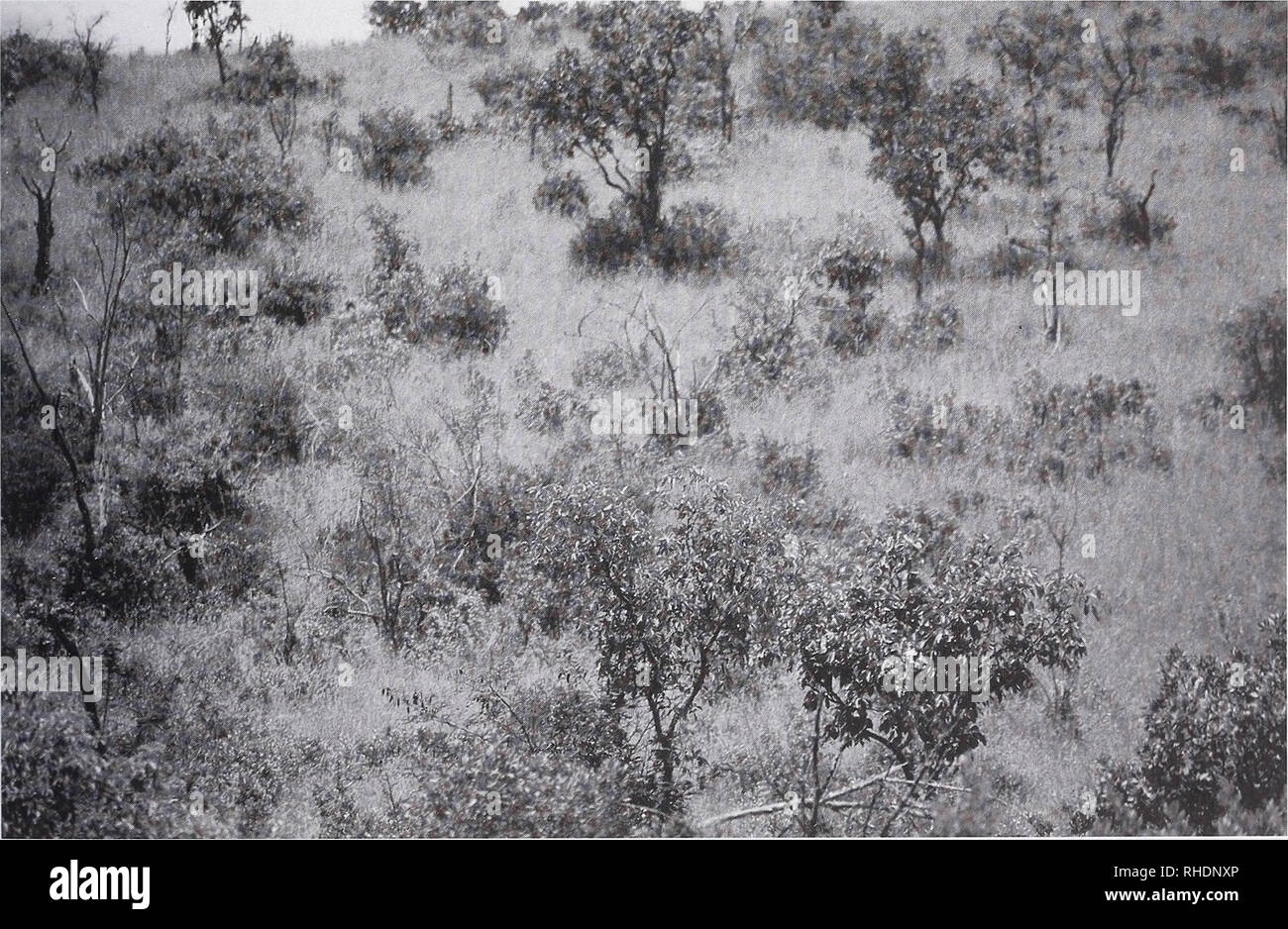 . Bonner zoologische Monographien. Zoology. FIG. 5. Leleshwa-Euclea-Acacia gerrardi-Rhus bushland, degraded in part, at right, meeting Acacia abyssinca- Croton riverine woodland (left) near Sipili (SI) 29 December 1991. Here one meets a rich mixture of bushland and woodland birds and mammals. View to NW.. FIG. 6. Combretum wooded grassland slope with thickets of Carissa-Euclea-Rhus-Ruttya 2 September 1987, on slope above the Lugga Maji Nyoka site UL. Most Combretum trees are C. molle, the roots of which are favored by elephants as food. Habitat of various cisticolas, larks, serins, sunbirds, a Stock Photo