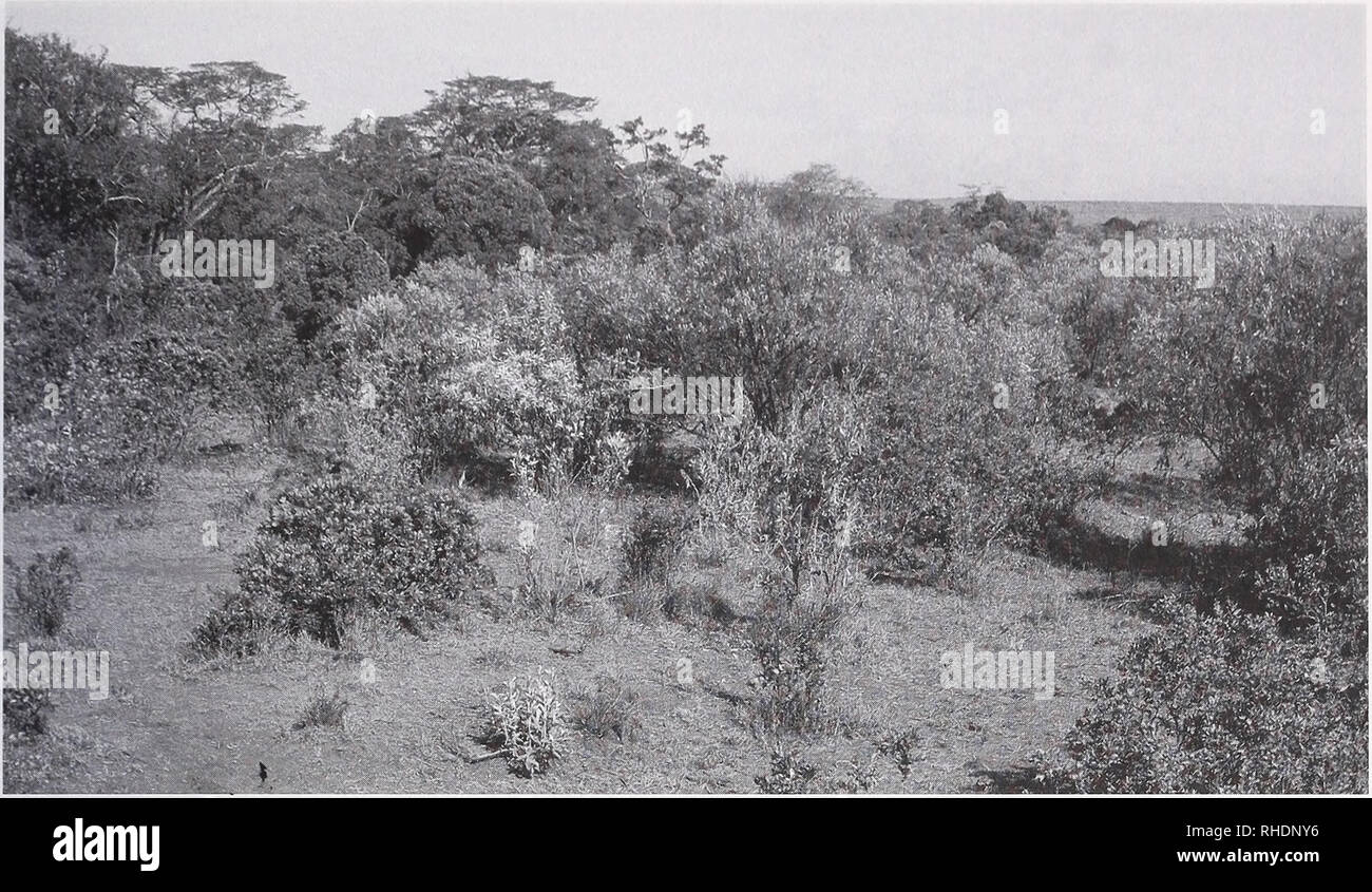. Bonner zoologische Monographien. Zoology. SHORT &amp; HORNE, AVIFAUNA OF AN UPLAND SEASONA] WO IN M NYA. FIG. 5. Leleshwa-Euclea-Acacia gerrardi-Rhus bushland, degraded in part, at right, meeting Acacia abyssinca- Croton riverine woodland (left) near Sipili (SI) 29 December 1991. Here one meets a rich mixture of bushland and woodland birds and mammals. View to NW.. Please note that these images are extracted from scanned page images that may have been digitally enhanced for readability - coloration and appearance of these illustrations may not perfectly resemble the original work.. Bonn, Zoo Stock Photo